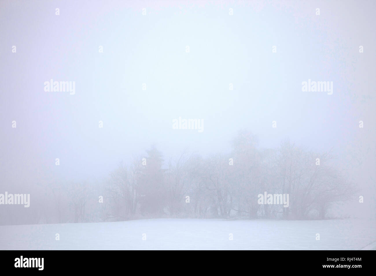 B ?ume, Schnee, Nebel, hiver, Landschaft Banque D'Images