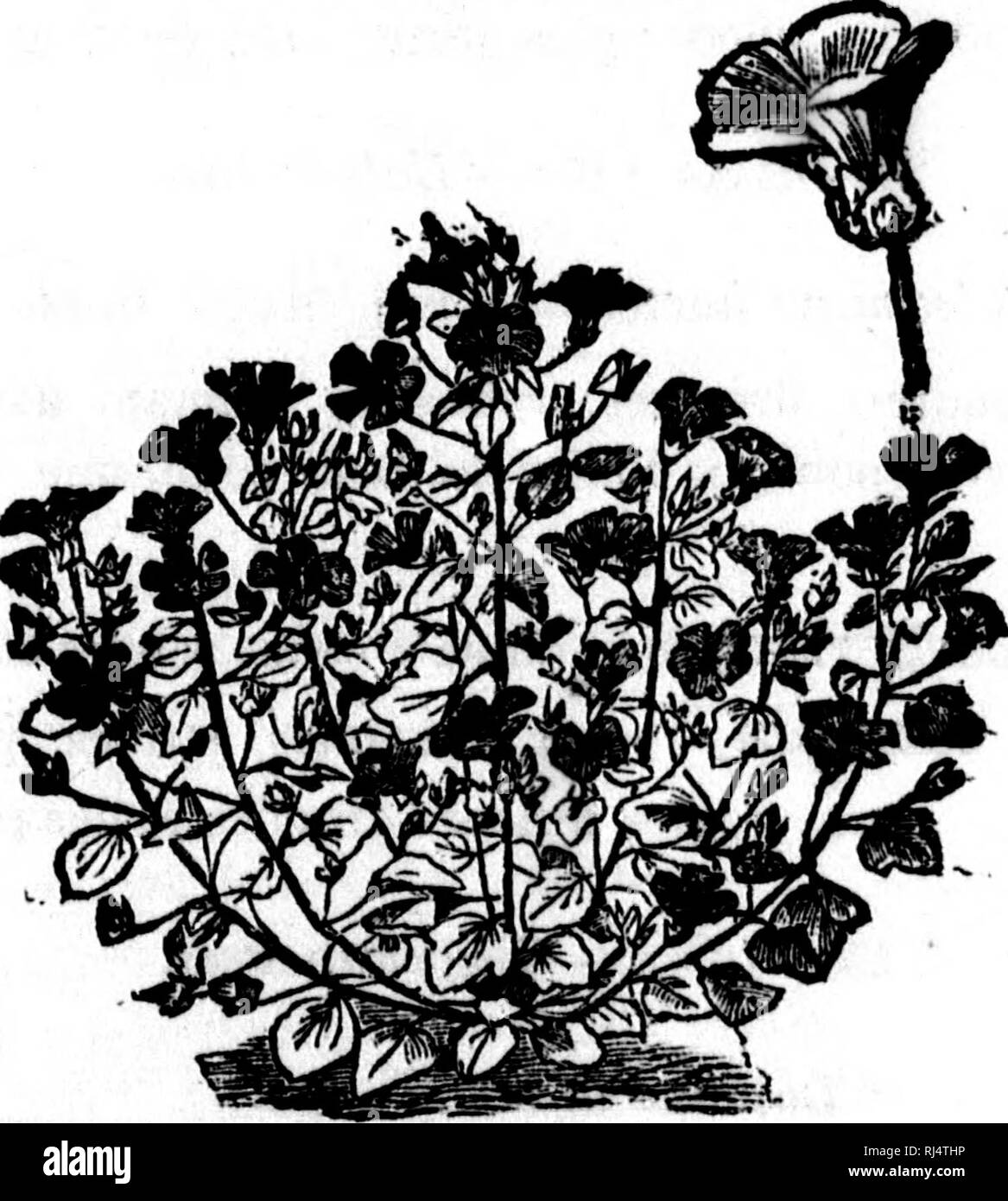�clat de fleurs