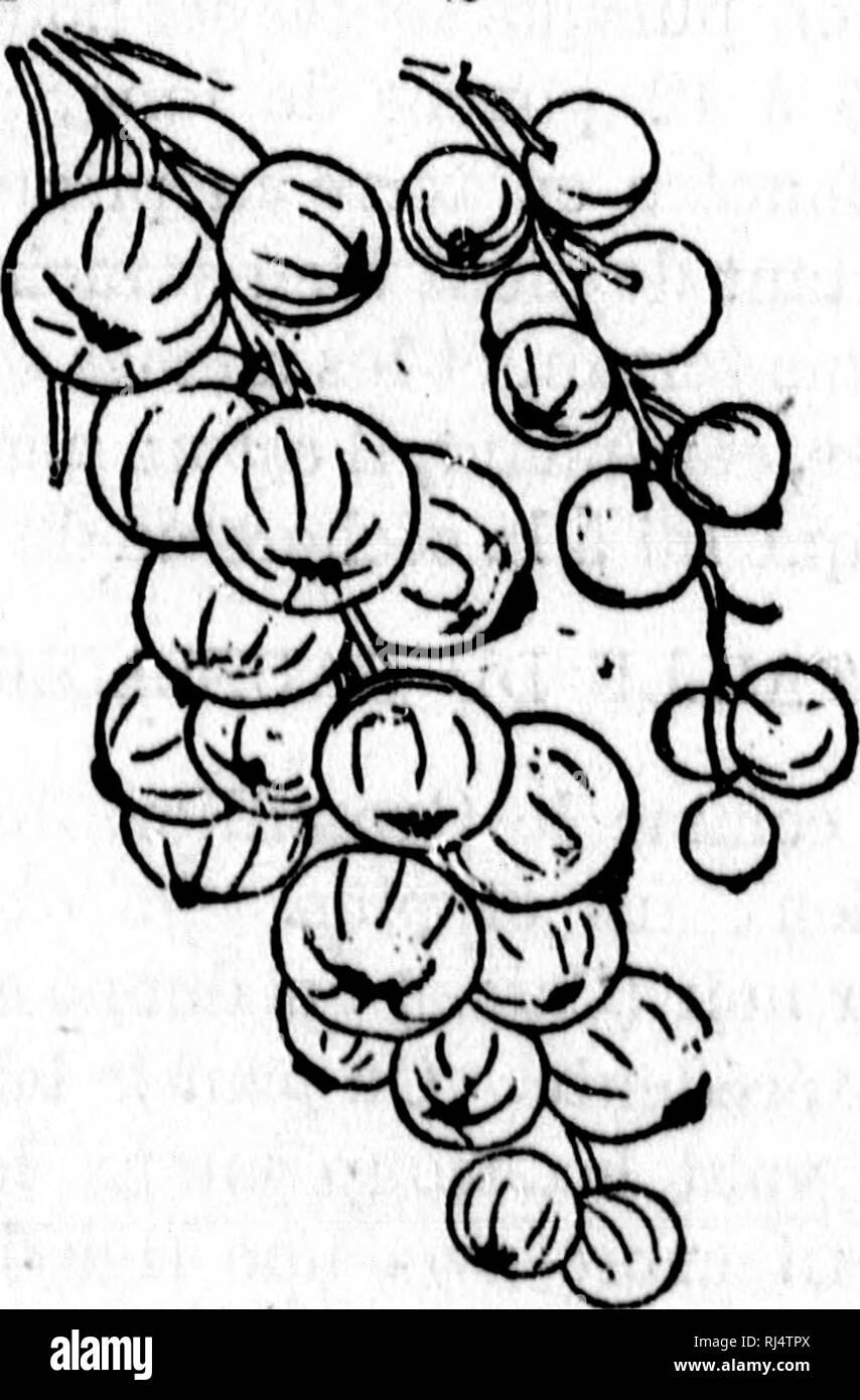 . Le verger, le potager et le parterre dans la province de QuÃ©bec ou Culture raisonnÃ©e des fruits, lÃ©gumes et fleurs that may rÃ©ussir sous le climat de QuÃ©bec [microform]. FruitiÃ¨re ; Horticulture Horticulture potagÃ¨re ; Fleurs ; fruits-légumes ; jardinage ; la culture des fleurs. 106 DU OÃDELLIEB. porter aux extrÃ©mitÃ©s j cependant il faut Ã©viter de ne pas tailler trop court, car on forcerait les bourgeons par lÃ Ã passer Ã fruits en bourgeons Ã bois. Le gadellier peut facilement se former en pyra- mide, avec les mÃªmes soins et la mÃªme taille qu'on applique pour cette fin au pommier Banque D'Images