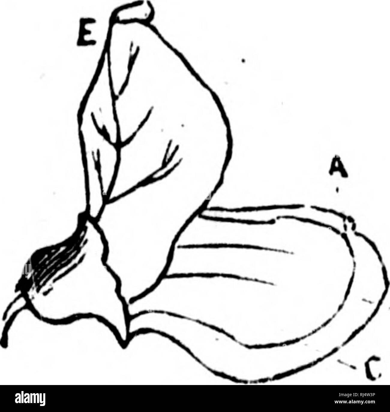 . TraitÃ© Ã©lÃ©mentaire de botanique [microforme] : À l'usage des maisons d'Ã©ducation et des amateurs qui voudraient se livrer Ã l'Ã©tude de cette science sans le secours d'un maÃ®tre. Botanique ; plantes ; botanique ; les plantes. 54 ORQANOGRAPHIS. h*'. 59 et que la gorge reste ouverte ; cette corolle est dite personnÃ©ej lorsque la gorge est fermÃ©e par une partie relevÃ©e de la lÃ infÃ©rieure d'ERV (qu'on appelle palais (jÃ®^r. 58, sauge). Les covolliis papilionacÃ©es (PoiSy lupins) sont formÃ©es de cinq/¨piÃ ces ayant des noms particu- liers. Le pÃ©tale supÃ©rieur, qui¨trà s souvent recourbÃ©, porte de l'est Banque D'Images