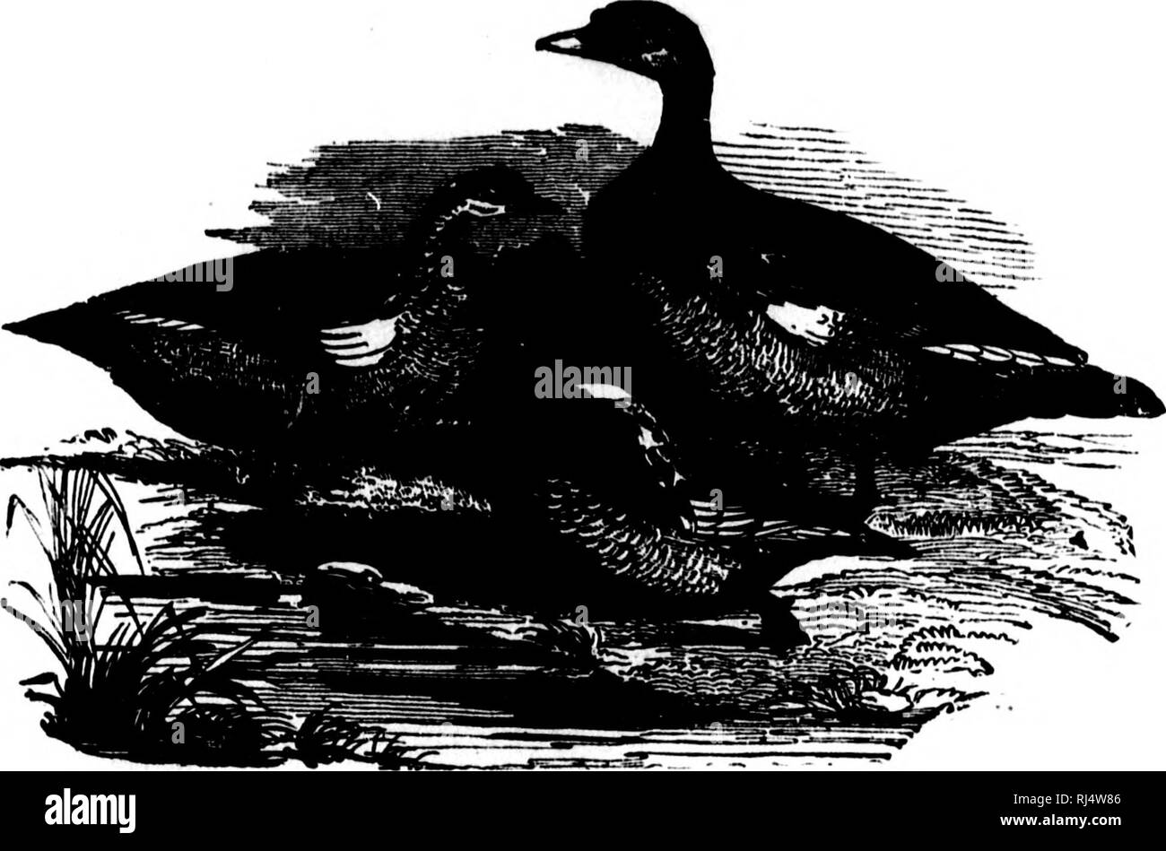 . L'illustre médecin et stock Live-stock encyclopédie canadienne [microforme] : y compris les chevaux, bovins, ovins, porcins et volailles : avec tous les faits concernant les différentes races et leurs caractéristiques... et toutes les maladies dont elles sont l'objet...la prévention d'une maladie, et la restauration de la santé. Les animaux domestiques ; médecine vétérinaire ; des races de bétail ; les abeilles ; Animaux domestiques ; bétail ; Médecine vétérinaire ; Abeilles. J'OULTUV WATEIt, KOWL. 969 C. plaqués de canards. Parmi les plus ornumcntul du canard mandarin sont les tribus et les canards, les deux uivsurpassod Caroline pour la brillance de prune Banque D'Images
