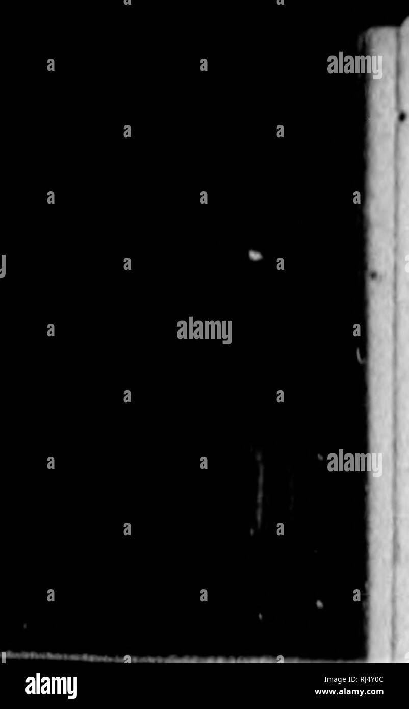 . Les oiseaux de l'Ontario [microforme] : être un exposé concis de chaque compte d'espèces d'oiseaux ont été trouvés dans la région de l'Ontario, avec une description de leurs nids et de leurs œufs, et des instructions pour la collecte et la préparation et la conservation des oiseaux ; les peaux, les directions aussi comment former une collection d'oeufs. Les oiseaux ; oiseaux ; Birds ; oiseaux ; Oiseaux ; Oiseaux ; Oiseaux ; Oiseaux. 424, chemin de fer Virginift jaune . RuUiiH ulegaiiH virviniftniiH . Aiueric^Raven, un aiiiericaiia Recurvirostra Redhead Sizerin blanchâtre (Jreenland Hoacy . Holb.pir8 . Paruline flamboyante, cuisine américaine ReguluB Hatrapa calendula. ." . Rissa tridaotyla . Robin, American Ruff Banque D'Images