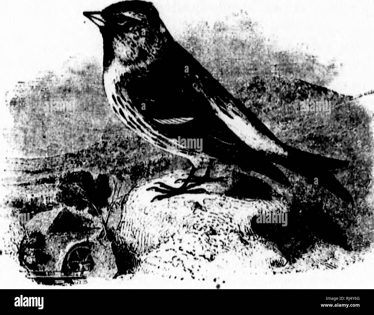 . Les oiseaux de l'Ontario [microforme] : être un exposé concis de chaque compte d'espèces d'oiseaux ont été trouvés dans la région de l'Ontario, avec une description de leurs nids et de leurs œufs, et des instructions pour la collecte et la préparation et la conservation des oiseaux ; les peaux, les directions aussi comment former une collection d'oeufs. Les oiseaux ; oiseaux ; Birds ; oiseaux ; Oiseaux ; Oiseaux ; Oiseaux ; Oiseaux. i. (IKNUs ACANTHTS Bkciistkin. ACANTHIS HOKNEMANNTI KXILTPES (ci ks). •21 fi. Le Sizerin blanchâtre. (R)27t(ioi de nombreux hivers dans différents duriiijx les trente dernières années, et ont vu seulement un de cette espèce. Il a été tué par McIlwM « K. C.'à H Banque D'Images