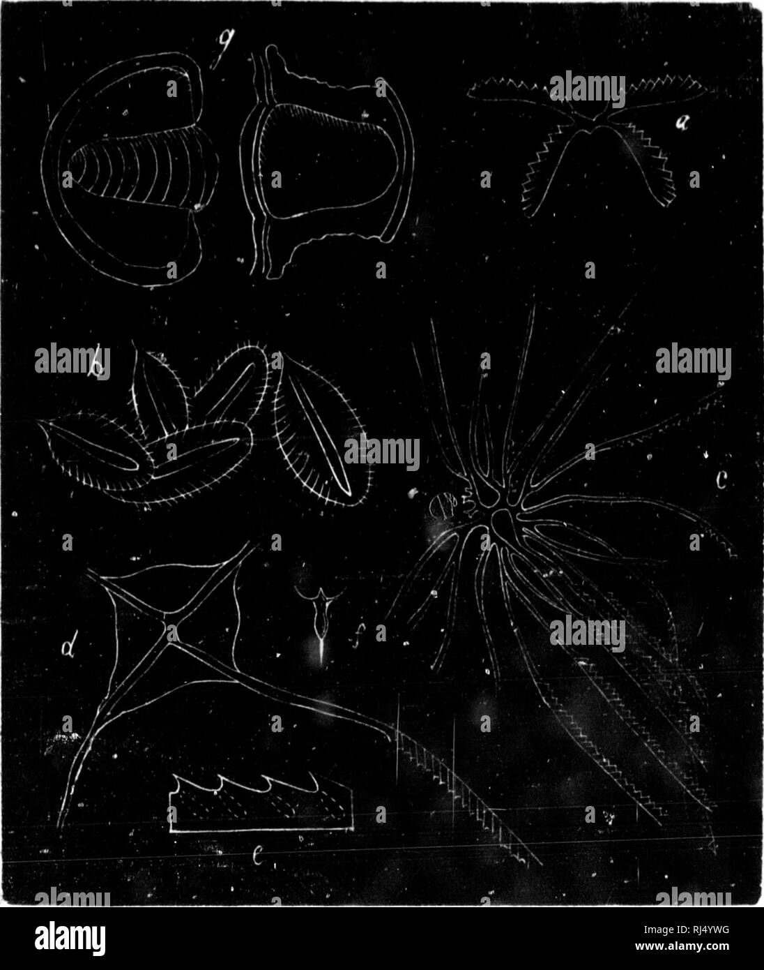 . Elements de minÃ©ralogie, gÃ©ologie de et de botanique [microform]. MinÃ©ralogie ; GÃ©ologie ; botanique ; la minéralogie, la géologie, la botanique. - Mmm^^Wk wmr : wnyâ^wurrwwÂ â" ! Iperficie Nord en s forma- 3 et plus stratifi- apparte- au sous- vent les niennes, â ¢ jue tout elle ren- ia ligne [) partie -Laurent )d de la nord de e luron Ã Touest ision du le bassin siluro- ;ne quel- bie orien- STC sur la [jusqu'au Ã©poque, dans le - 2G5 - SiLUUo CAMftRiEN-.âLes du subdivisions siluro- cambrieu s¨trà sont importantes.. Fig. 140. l'ig. 140.âFossiles du Groupe de QuÃ©bec.âa, Oraptolithua trijonoidea ; (b, Phyl Banque D'Images