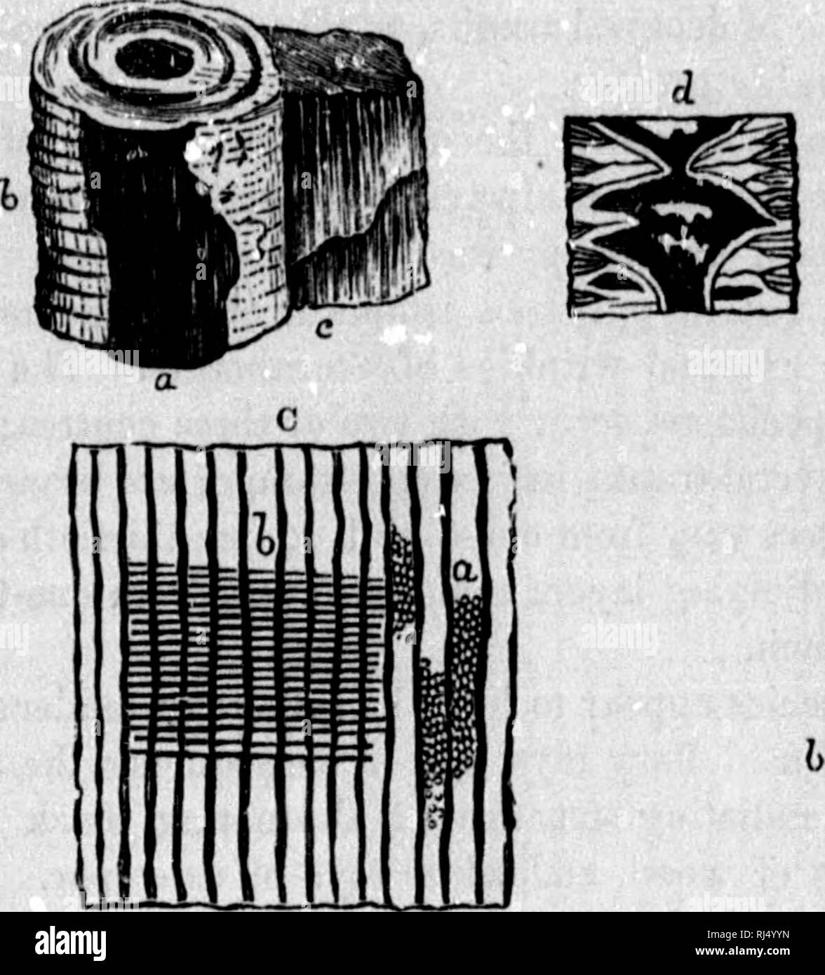 . La géologie de la Nouvelle-Écosse, du Nouveau-Brunswick et de l'île, ou, la géologie acadienne [microforme]. La géologie, la géologie, la géologie, la paléontologie, la stratigraphie, économique ; Géologie ; Géologie stratigraphique ; paléontologie ; Géologie économique. •^11 DE LA FLORE le Dévonien. Taille 535, d'être pleinement un tiers plus grand dans diamètre que ceux de thoir Ptnua sirobua ou Araucaria Cunninghami, et aussi beaucoup plus grands que ceux de la Fig. 183.-OtMngoruUanum Dadoxylon. Un B. Veuillez noter que ces images sont extraites de la page numérisée des images qui peuvent avoir été retouchées numériquement pour plus de lisibilité - coloration et l'appe Banque D'Images