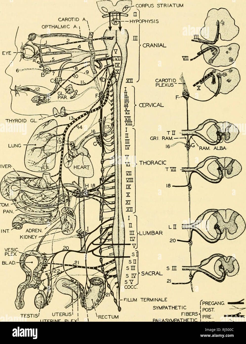 . Anatomie des chordés. Cordés ; anatomie, comparatif. 38o Anatomie des chordés. Roga -^^ PAN '"v&gt ;'&gt ;"-^ fPREGANG. testicule'' J'ai l'utérus utérus flex ! NUUM SYMPATHIQUE TERMINALE . p^^^^ ; fibres p IHAEMORHOID PLEX. Je parasympathique je poster '^ Fig. 337.-Le système nerveux chez l'homme. Les ganglions du système nerveux autonome sont marqués par les lettres, nerfs autonomes étant donné les chiffres arabes, les nerfs spinaux cranio-sont indiquées par des chiffres romains. Pour les relations de cerveau et de la moelle épinière sont indiqués sur la droite par une série de sections transversales prises à différents niveaux, i, 2 ; nerf lacrymal, nerf oculomoteur, nerf nasociliary ; 3 ; 4, Gaz Banque D'Images
