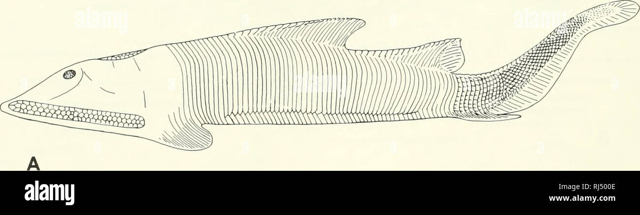 . La morphologie des chordés. La morphologie (animaux) ; français. L'appareil branchial est restreint à la divisions internes et externes de la première activité de Arch et la face ventrale de la fusée de la deuxième division de l'extérieur. Aucune de ces arches est étroitement associé à un sac branchial. Le sac de la première arche peut même ne pas se développer, tandis que celui de la deuxième affiche mais est reculé au cours du développement et puis disparaît. Il y a un cercle irrégulier de tige cartilagineuse autour de l'ouverture branchiale postérieure commune d'Myxtne ; celui de gauche encercle le conduit d pharyngocutaneous Banque D'Images