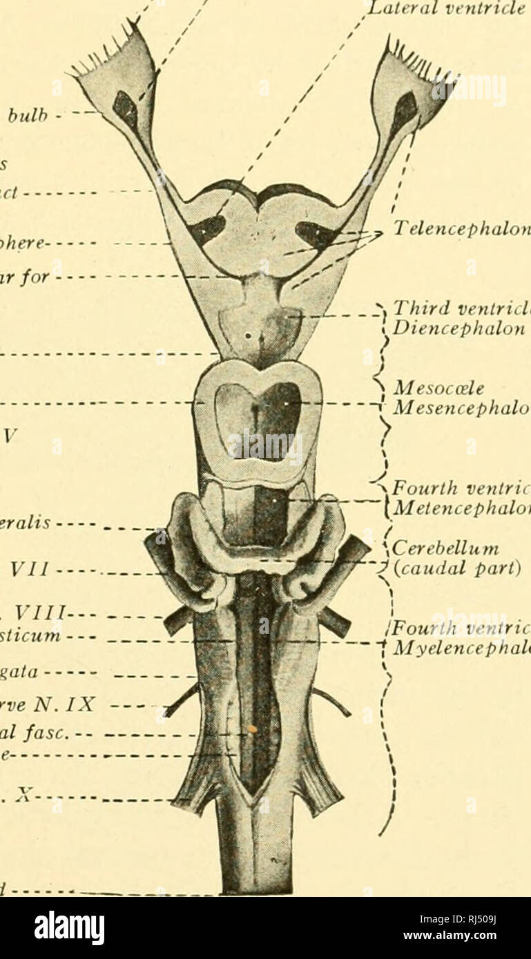 . Anatomie des chordés. Cordés ; anatomie, comparatif. Capsule nasale /nerf olfactif A'. I / Rhinocoele - Nervus terminalis bulh olfactif appareil olfactif - - -- de l'hémisphère cérébral pour l'épiphyse interventriculaire Optic verve N. II Thalamu : lobes optiques nerf Trochlear N. IV i â â cervelet Lobus lineae lateralis â nerf facial N. VII - ,^^ -J Medulla oblongata nerf glossopharyngien N. IX âAcoustic Tuberculiim acusiicum N. nerf VIII longitudinal médial - fasc. Lobe viscérale- ^. . Nerf vague troisième ventricule N.X Mesoccele Diencéphale mésencéphale â la moelle épinière. Metencephalon ^quatrième ventricule Banque D'Images
