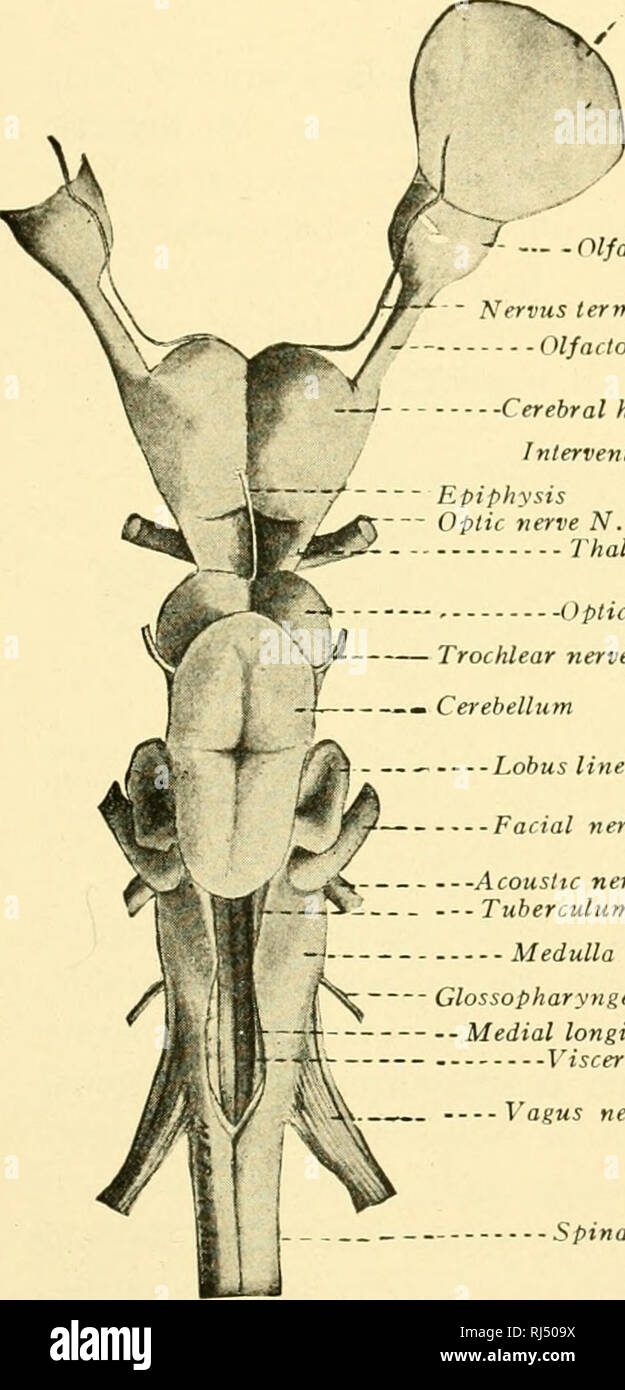 . Anatomie des chordés. Cordés ; anatomie, comparatif. Le système nerveux 357 demeure essentiellement un centre olfactif. Olfactif allongées sont différenciés. Un vasculosus ballonets, qui peut-être fonctionne comme un organe de pression, est jointe à l'infundibulum. L'examen à mi-cerveau a perdu son plexus choroïde et son toit est devenu totalement épaissis et nerveux. Avec l'importance accrue de l'HNE, leurs organes. Capsule nasale /nerf olfactif A'. I / Rhinocoele - Nervus terminalis bulh olfactif appareil olfactif - - -- de l'hémisphère cérébral pour l'épiphyse interventriculaire Optic verve N. Banque D'Images