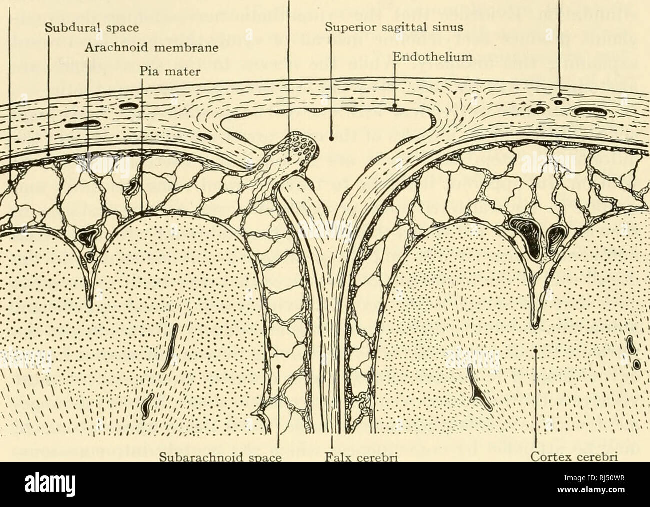 . La les chordés. Chordés. L'Arachnoïde trabecula 192 Structure de base de l'Arachnoïde vertébrés dure-mère des villosités. Faux L'espace sous-arachnoïdien. Hypertension Cortex Fig. 162. Diagramme de l'arachnoïde et espaces sous-durale. (À partir de l'original par L. H. Weed, Am. J. Anatomie, 31:202.) est organisé dans une membrane. De plus les trois est la dure-mère, plus épais et plus difficiles de tous, et plus ou moins étroitement attaché à le périoste, qui est parfois considéré comme une partie de la dure-mère. La dure-mère de mammifères se plie en entre les sphères cérébrales- hemi pour former l'hypertension faux. Une fois similaire entre l'hemi- s Banque D'Images