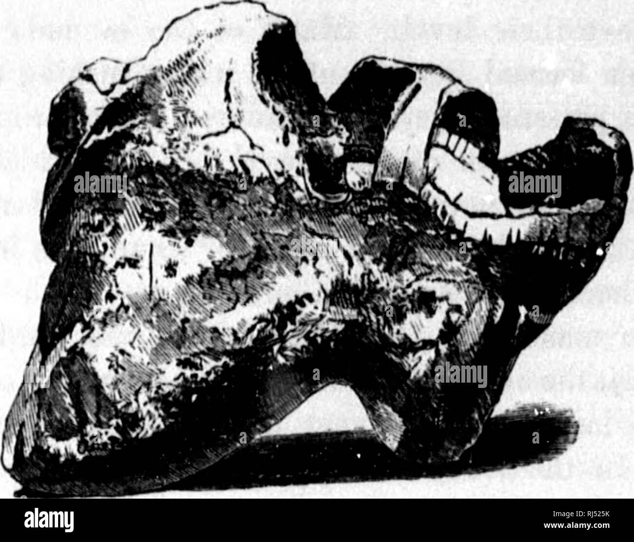 . La géologie de la Nouvelle-Écosse, du Nouveau-Brunswick et de l'île, ou, la géologie acadienne [microforme]. La géologie, la géologie, la géologie, la paléontologie, la stratigraphie, économique ; Géologie ; Géologie stratigraphique ; paléontologie ; Géologie économique. Fig. U,-molaire de Mastodon [réduit).. En conclusion de cette partie de l'objet, nous pouvons voir la période de dérive comme la fermeture des grands^ ère tertiaire de géologues. À cette époque il y avait beaucoup de terre dans l'hémisphère nord, et des multitudes de grands animaux maintenant disparu, apparemment il habité sous un climat plus doux qu'à l'heure actuelle. Néanmoins, de grands changements Banque D'Images