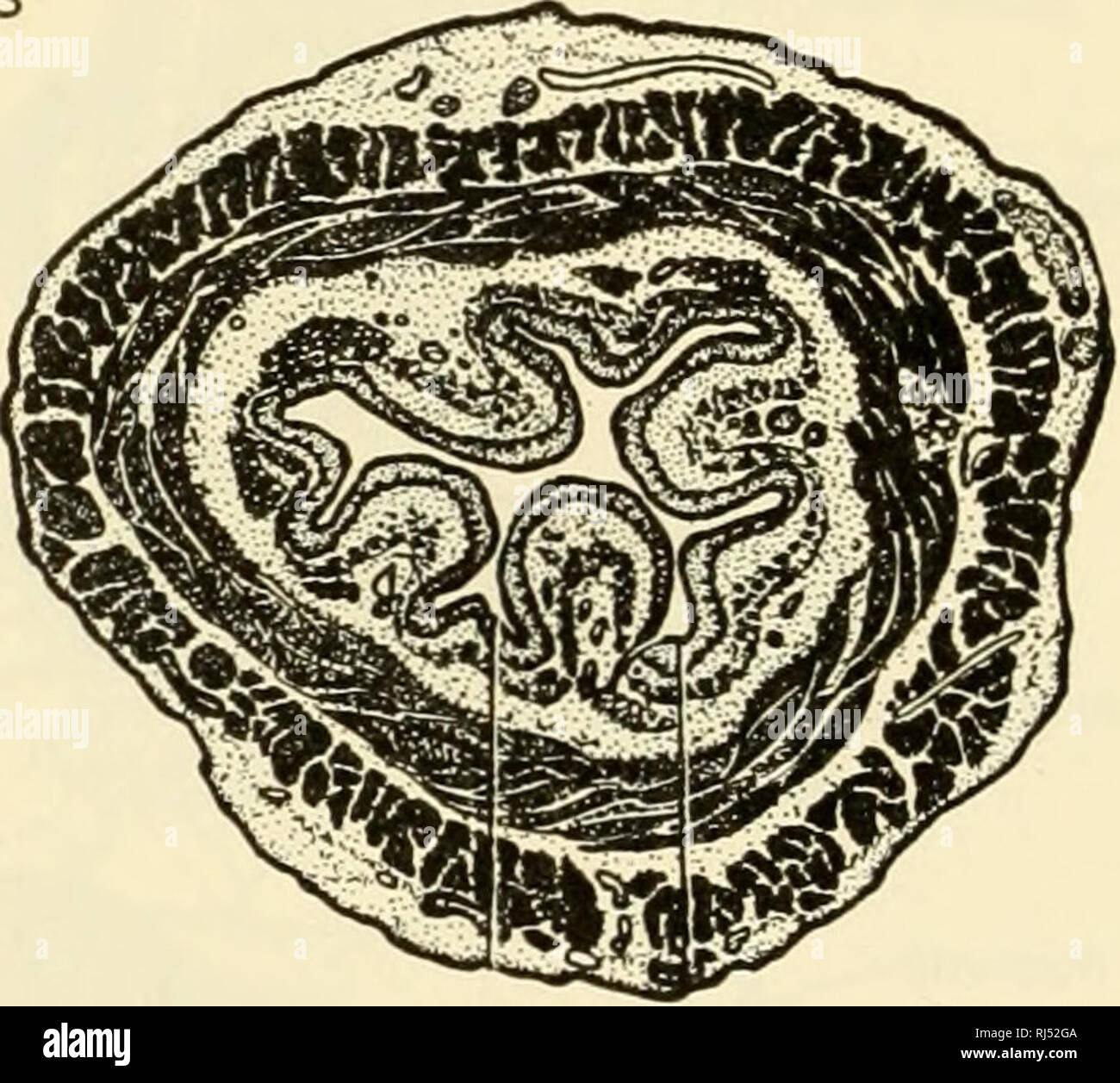 . La les chordés. Chordés. t ®LONGITUDINALES 7W|| { MUSCLES ADVENTITIA NERF VAGUE. Fig. 20. L'oesophage comme vu en section transversale. (À DROITE) une section de l'ensemble de l'œsophage. (À GAUCHE) une petite partie beaucoup plus large. Le ldyers de tissu caractéristiques de l'ensemble du tube digestif sont trouvés dans l'oesophage. (Après Braus. Courtoisie, Neal et groupe : "Anatomie des chordés," Philadelphia, la société Blakiston.) crêtes sur la paroi de l'estomac (Fig. 21) et la di- plicae transversalement corrigées qui peuvent se produire dans les "petits" et les "grands" de l'intestin (Fig. 23). L'interna Banque D'Images