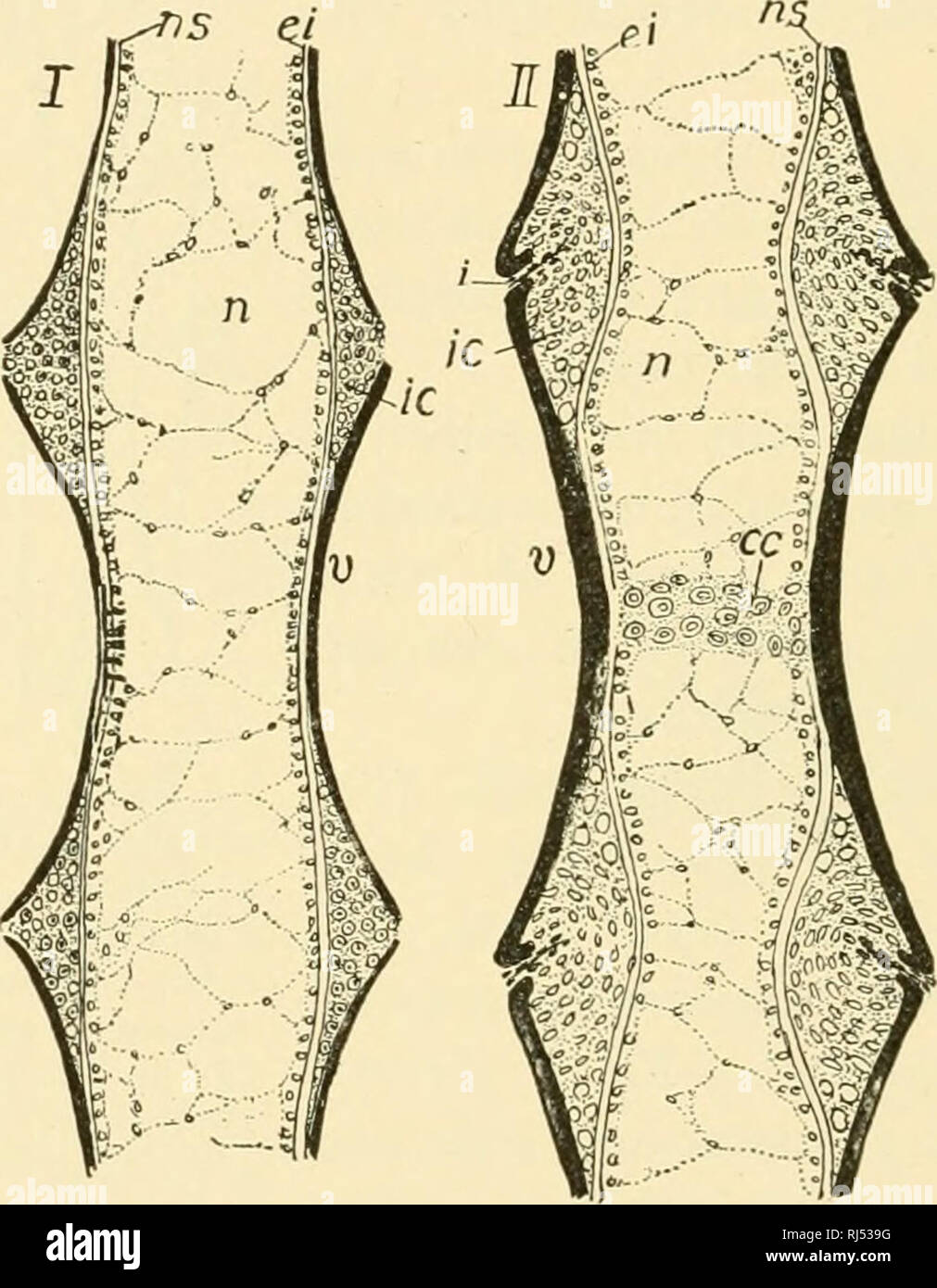 . Anatomie des chordés. Cordés ; anatomie, comparatif. J02 l'anatomie des chordés ensemble, le cytoplasme et la membrane cellulaire de chaque pile en cours de la paroi d'une bulle. La notochorde vacuolisés tissu est délimitée par les gaines qui diffèrent en nombre et nature chez divers animaux. Il y a fréquemment une gaine élastique intérieure (Fig. 98, de l'ae) composé de matière sécrétée par une couche externe de la notochorde épithélioïdes, tissus et une épaisse gaine extérieure du tissu conjonctif fibreux denses. Mécaniquement, la notochorde ressemble à une longueur de tubes en caoutchouc, fermé aux extrémités, et remplis de liquide sous pression.. Fig. 98. Banque D'Images
