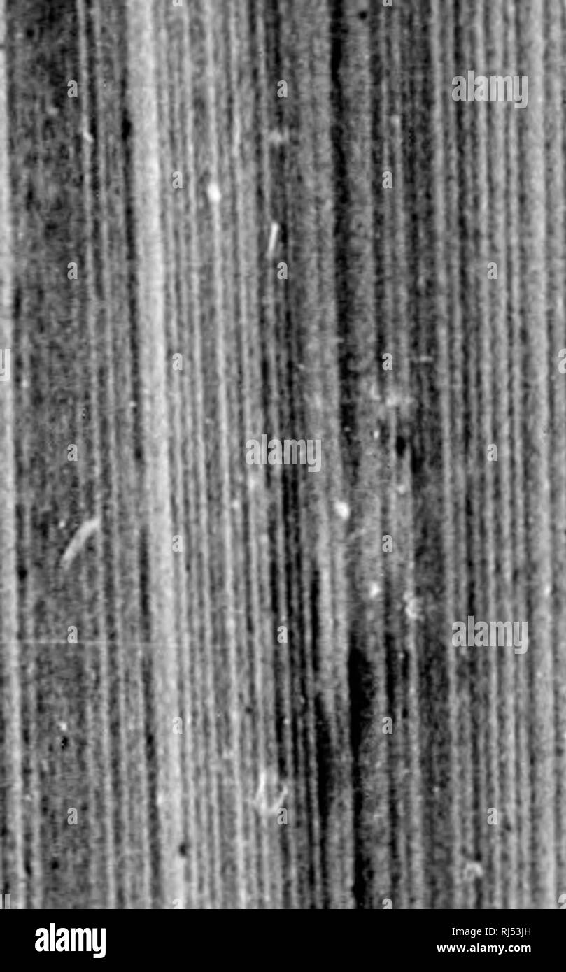 . Monographies du North American rodentia [microform]. Rongeurs ; paléontologie ; Rongeurs ; PalÃ©ontologie. 1012 MOJfOGBAPnS NOKTII KODBNTIA D'AMÉRIQUE.. 1898.- 18S9. 1860. (... Y i, â 1 â r iH' : li â ¢ : ,^^' - 1' ' â ^^--,Â"j -.j' y. 1 I -"^ 1861- 1862. 1863.- 1864.- 1865 : 1866.-. Leidy, J. [KiMiinrkH utoniocli tlio uii d'un Miistela viitou (vison) contenant un laigo nnniber worni de8.] &Lt ; Proc. Aoml. Nat. Sci. Pliilo. x, 1858, JI. '25. - Colnde, J. P. I)u la niummifitros carnossiera digitigrodcs dhs subdivision. &Lt ;[ Congr %ii Soien- tlflqno rnnce, J', XXIV, 1850, pp. 463, iGi. Leidy, J. [skn sur Banque D'Images
