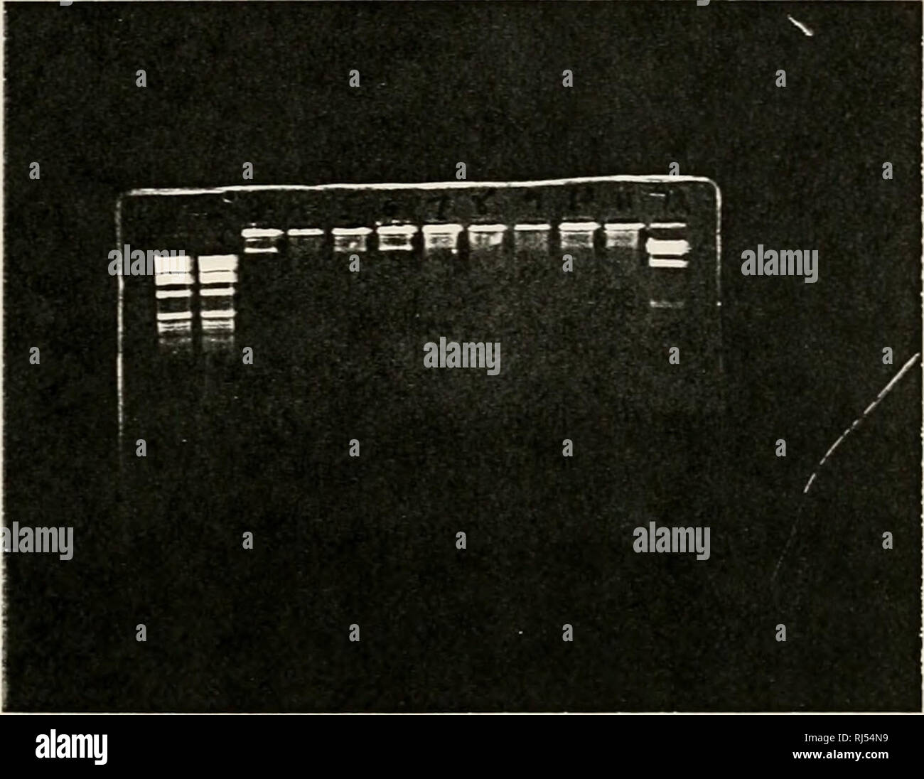 . Affectation des chromosomes des gènes humains. Projet du génome humain ; Sweet Briar College ; cartographie des gènes humains ; les chromosomes humains. Fig. 14 - Cession de pool chromosomique ASGR2-1 ( 146bpi. Les mains pâles détecté dans 6 voies. 7. et 8. 1 voies. 2. 13. et 14  = 1Ko de bain. Lane 12 et 21  = lambda Hin D III L'ADN. Lane 3  = Pool 1. Lane 4  = Piscine 2. Lane 5  = Piscine 3. Lane 6  = Piscine 4. Lane   = extérieure 5. Lane 8  = Bassin b. Lane 9  = Piscine 7. Lane 10  = extérieure 8. Lane 11  = Billard 9. Lane 15  = Piscine 10. Lane 16  = 11 Piscine. Lane 17  = Piscine 12. Lane 18  = panneau de cartographie de l'ADN humain et ASGR2-1. Lane 19 Cartographie de l'ADN et la souris  = ASGR2-1. Banque D'Images