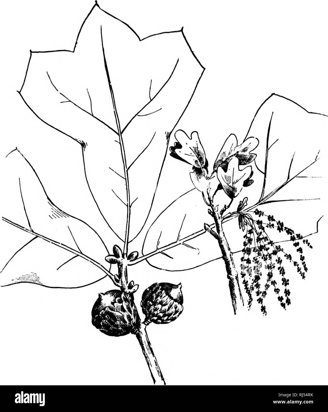. Un guide pour les arbres [microform]. Les arbres ; botanique ; Arbres ; Botanique. Staminnte Direction générale. CLIll plaque. BLACK-JACK. Marylandua Qucrcus. (281). Veuillez noter que ces images sont extraites de la page numérisée des images qui peuvent avoir été retouchées numériquement pour plus de lisibilité - coloration et l'aspect de ces illustrations ne peut pas parfaitement ressembler à l'œuvre originale.. Lounsberry, Alice, Rowan, Ellis, 1858-1922. Toronto : W. Briggs Banque D'Images