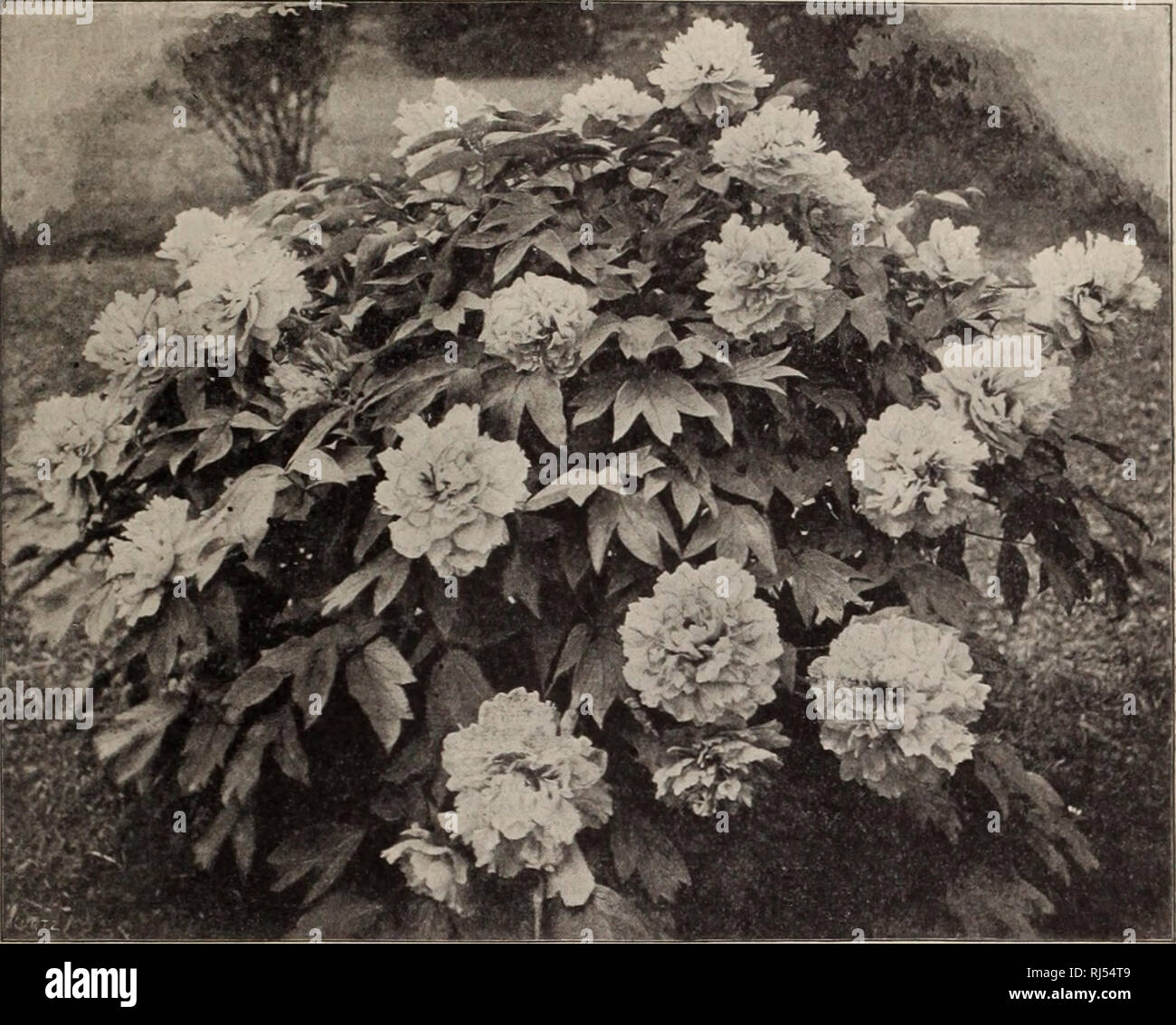 Choix Darbres Et Plantes Rustiques Fw Pépinière Kelsey