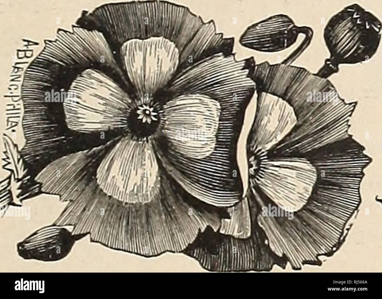 . Les sélections de choix dans les semences et les plantes. Pépinières (Horticulture) New York (État) - Tarrytown catalogues ; graines de fleurs, graines de légumes Catalogues Catalogues ; Graines de fruits ; plantes ornementales, Catalogues Catalogues ; Matériel et fournitures de jardinage Catalogues. Coquelicots unique. Papaver nudicaule.â l'Islande pavot ; fleurs en satin, bloom- tion de juin à octobre ; une ele- gant fleur coupée. Fleurs la première saison, mais sont robustes et durent pendant des années. Jaune vif, écarlate vif, Blanc pur, l'Orange. Prix par pkt., 15c ; 4 ; toutes les couleurs de 50c., mixte, par pkt., 15c. Shirley Coquelicots.âBeautiful nouveau Single Grand-père Banque D'Images