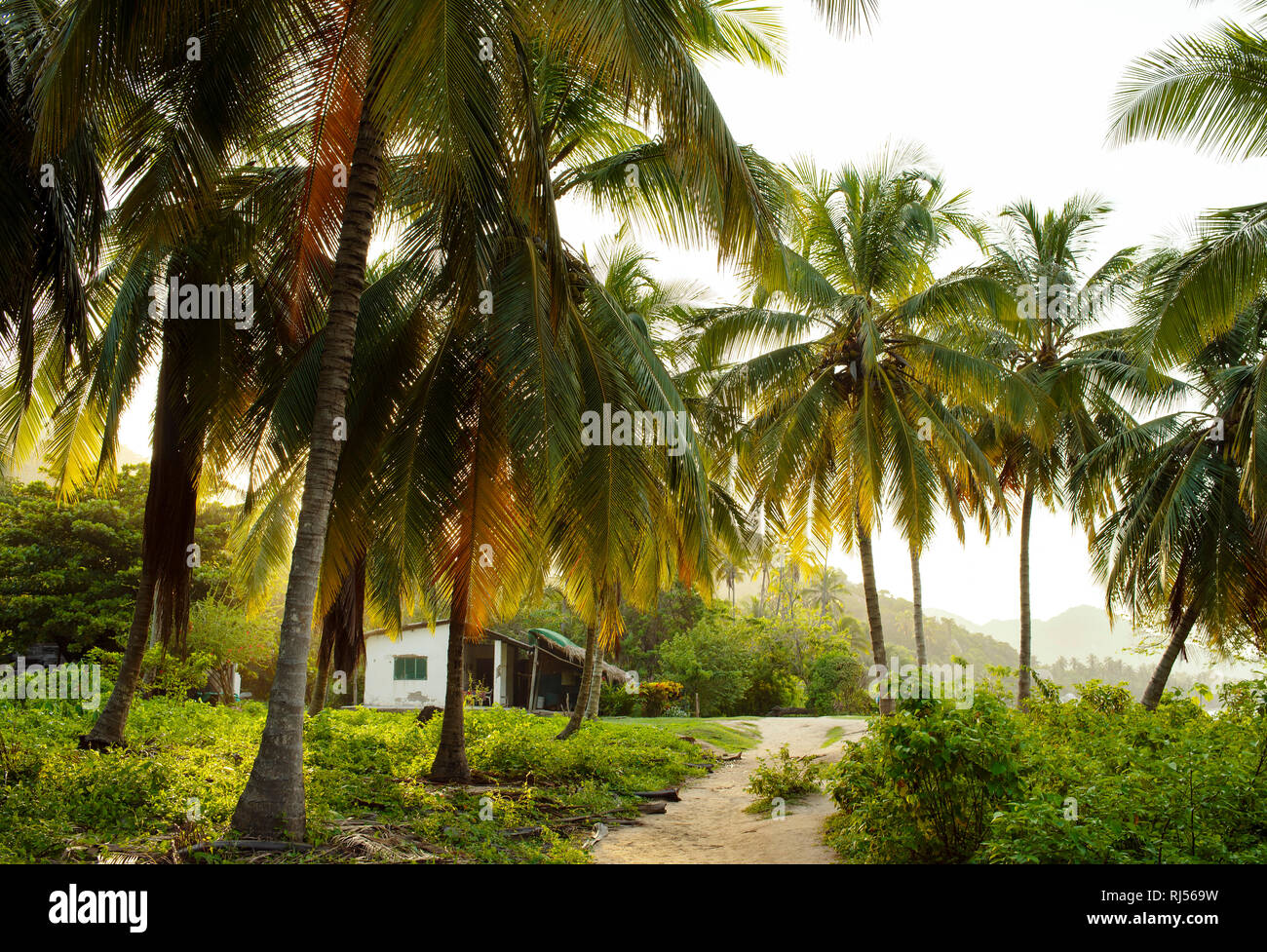 Palmiers et soleil de l'après-midi dans le Parc National Tayrona, Colombie. Sep 2018 Banque D'Images Palmiers et soleil de l'après-midi dans le Parc National Tayrona, Colombie. Sep 2018 Banque D'Images