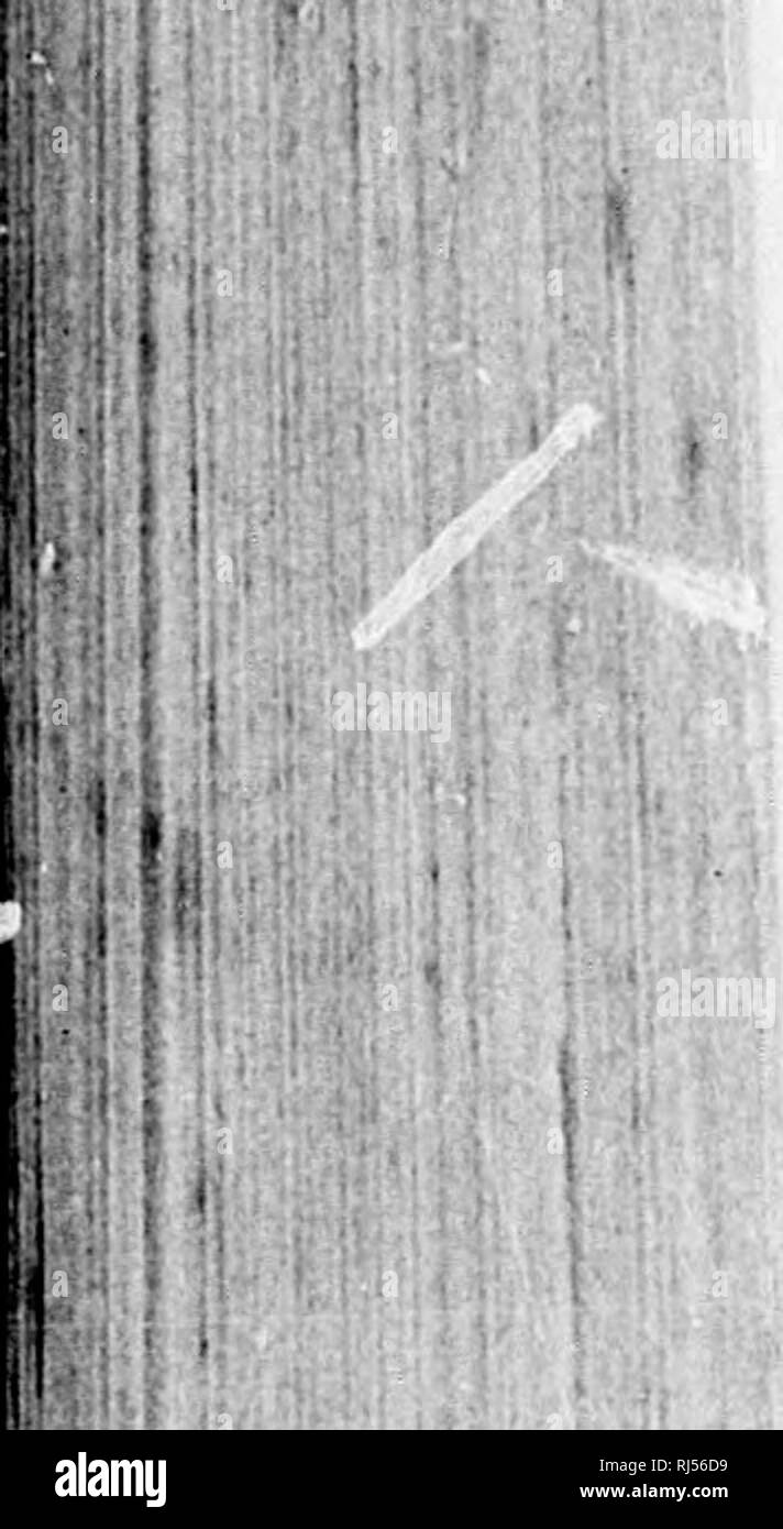 Asia Europa y viaje del Vega [microforme] : acompañado de una reseña historica de expediciones a lo largo de la costa norte del Antiguo mundo. Vega (navire) ;