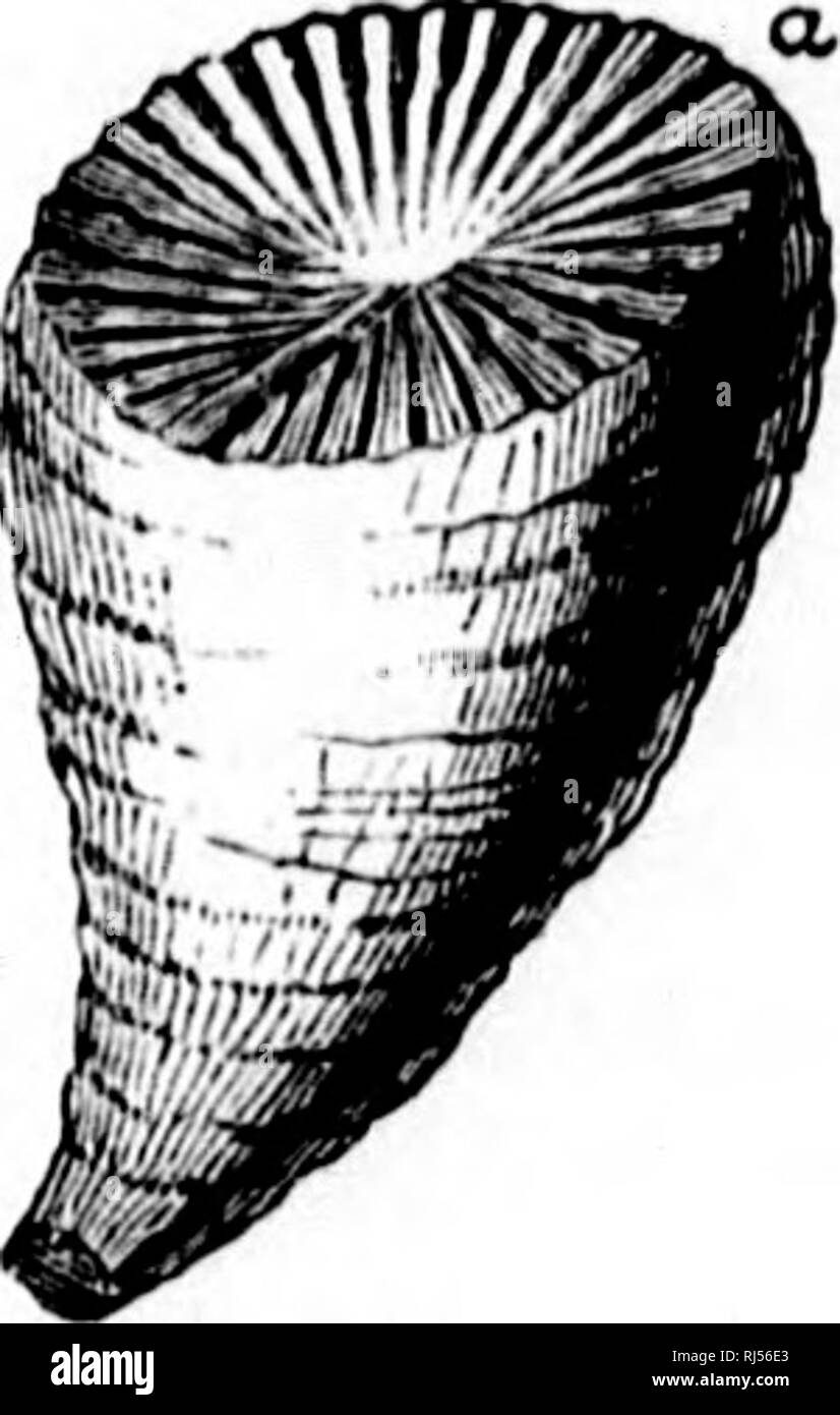 . Géologie acadienne [microforme] : la structure géologique, de restes organiques et minérales de la Nouvelle-Écosse, du Nouveau-Brunswick et de l'île. La géologie, la paléontologie, la géologie, la géologie ; géologie ; paléontologie ; Géologie ; Géologie. Fossiles DU CAKB NTFEUOU09 calcaires. 287 de même espèce^ IJivcr est allé, à Pictou,. Chez les spécimens âgés les côtés deviennent très rugueuses, et le corail s'est rétréci en haut. Fig. 84.-((() Ztiphrentia Minaa ; (h) Cijatliophjllum Billiwjsi.. Veuillez noter que ces images sont extraites de la page numérisée des images qui peuvent avoir été retouchées numériquement pour lire Banque D'Images