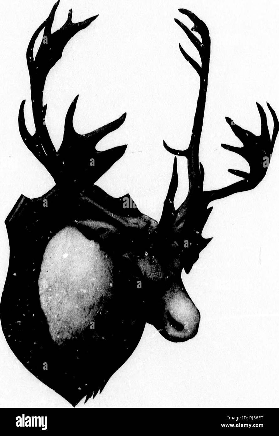 . Avec Rod and Gun en Nouvelle-Angleterre et dans les provinces Maritimes [microform]. Chasse, Pêche, chasse, pêche, chasse, pêche sportive ; chasse ; pêche sportive. 44 Avec la tige et fusil en Nouvelle Angleterre. Terre-neuve-Cariboi'. I. Veuillez noter que ces images sont extraites de la page numérisée des images qui peuvent avoir été retouchées numériquement pour plus de lisibilité - coloration et l'aspect de ces illustrations ne peut pas parfaitement ressembler à l'œuvre originale.. Samuels, Edward A. (Edward Augustus), 1836-1908. Boston : Samuels &AMP ; Kimball Banque D'Images