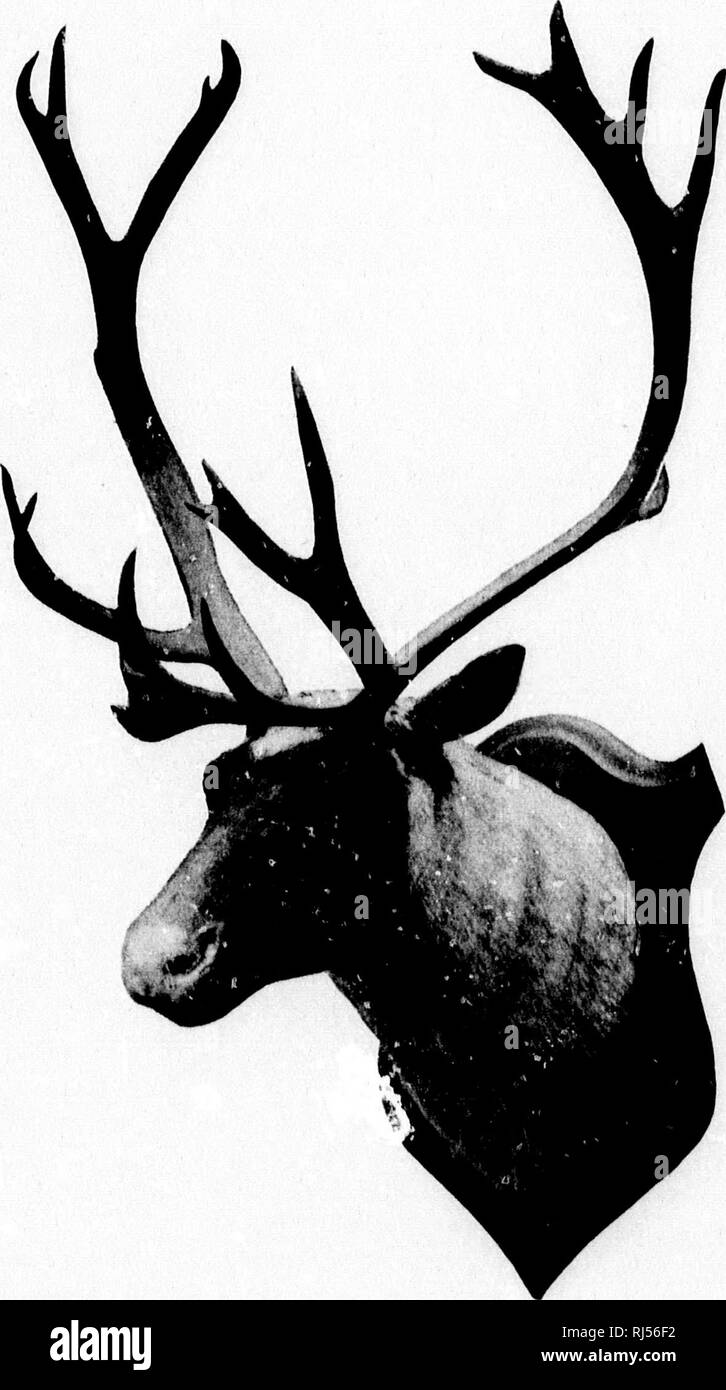. Avec Rod and Gun en Nouvelle-Angleterre et dans les provinces Maritimes [microform]. Chasse, Pêche, chasse, pêche, chasse, pêche sportive ; chasse ; pêche sportive. et les provinces Maritimes. 43. Le caribou des bois.. Veuillez noter que ces images sont extraites de la page numérisée des images qui peuvent avoir été retouchées numériquement pour plus de lisibilité - coloration et l'aspect de ces illustrations ne peut pas parfaitement ressembler à l'œuvre originale.. Samuels, Edward A. (Edward Augustus), 1836-1908. Boston : Samuels &AMP ; Kimball Banque D'Images