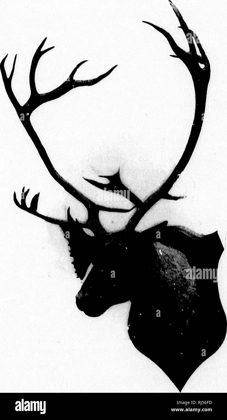 . Avec Rod and Gun en Nouvelle-Angleterre et dans les provinces Maritimes [microform]. Chasse, Pêche, chasse, pêche, chasse, pêche sportive ; chasse ; pêche sportive. w 4 % with Rod and Gun en Nouvelle Angleterre. Barren-Ground Caribou.. Veuillez noter que ces images sont extraites de la page numérisée des images qui peuvent avoir été retouchées numériquement pour plus de lisibilité - coloration et l'aspect de ces illustrations ne peut pas parfaitement ressembler à l'œuvre originale.. Samuels, Edward A. (Edward Augustus), 1836-1908. Boston : Samuels &AMP ; Kimball Banque D'Images