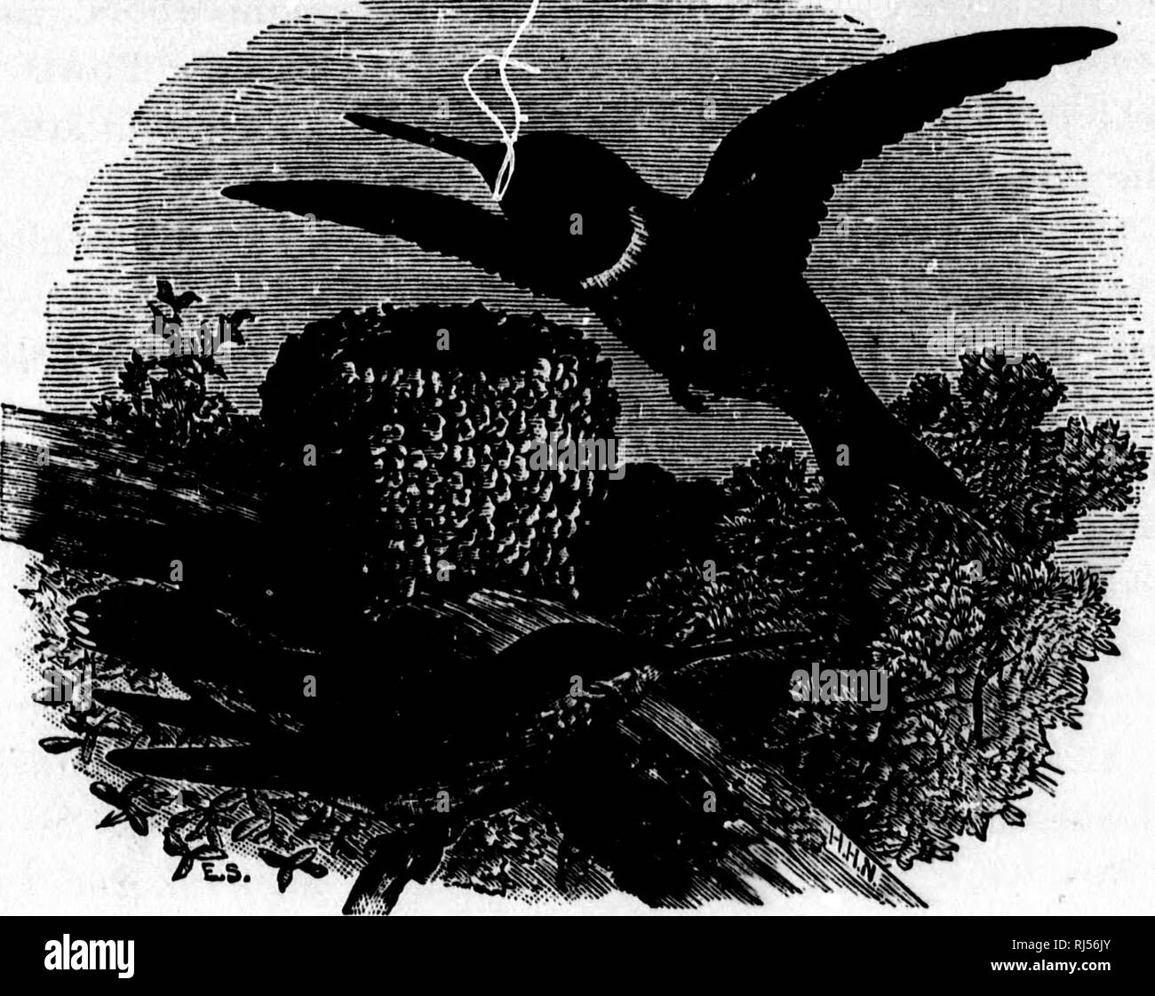 . Nos oiseaux dans leur [microforme] : hante un traité sur les oiseaux de l'Est de l'Amérique du Nord. Les oiseaux sauvages, oiseaux. 864 LA HUMMINGBIRD. ing et chantonnant sur les fleurs dans le crépuscule, que comme un oiseau, s'affiche cette délicate beauté féerique. Comment le vert lumineux du corps brille et scintille à. La Hummingbird. la lumière du soleil, tandis que la gorge de couleur rubis, le changement avec l'angle de la lumière comme l'oiseau se déplace, c'est comme un peu de velours noir au-dessus du white en vertu des parties, ou il s'allume et brille comme une flamme. Chaque trait imperceptible de ces petites ailes est conforme aux lois mécaniques o Banque D'Images