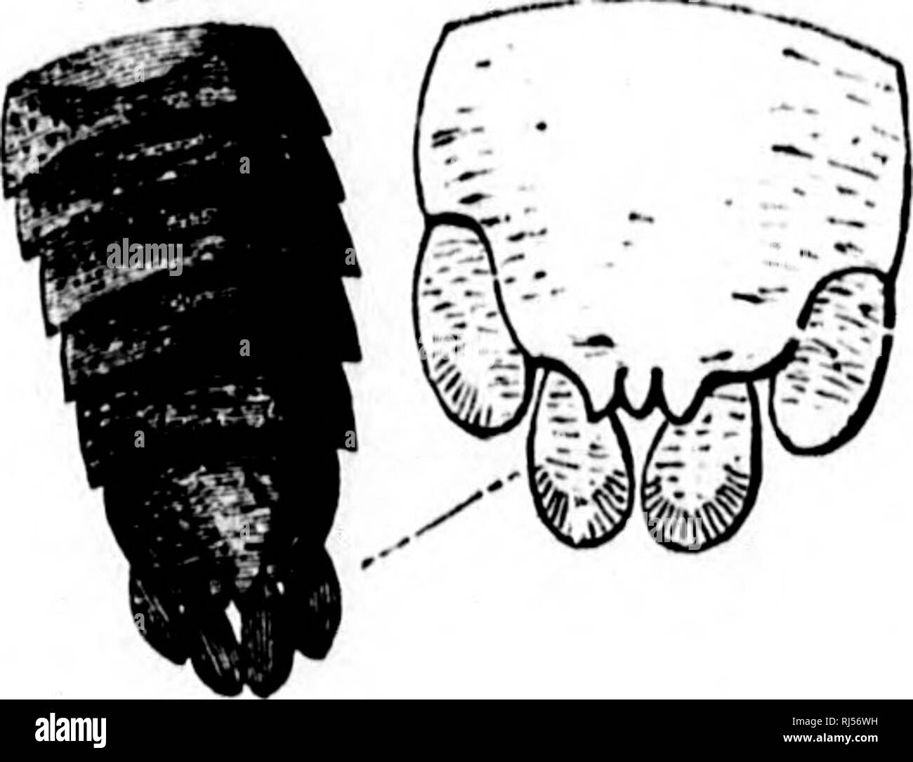 . Géologie acadienne [microforme] : la structure géologique, de restes organiques et minérales de la Nouvelle-Écosse, du Nouveau-Brunswick et de l'île. La géologie, la paléontologie, la géologie, la géologie ; géologie ; paléontologie ; Géologie ; Géologie. Les ANIMAUX AQUATIQUES DU CHARBON. 207 voici M. Salter's descriptions de ces crustacés intéressant, tiré de son journal, journal de la société Geol., tome xix, :- *" DiPLOSTYLUs, gen. nov. " Inconnu de la carapace. Segments du corps arqué, et avec minute plèvre. Segment queue large, triangulaire, dentée, avec deux paires d'appendices simples ovales. " DiPL Banque D'Images