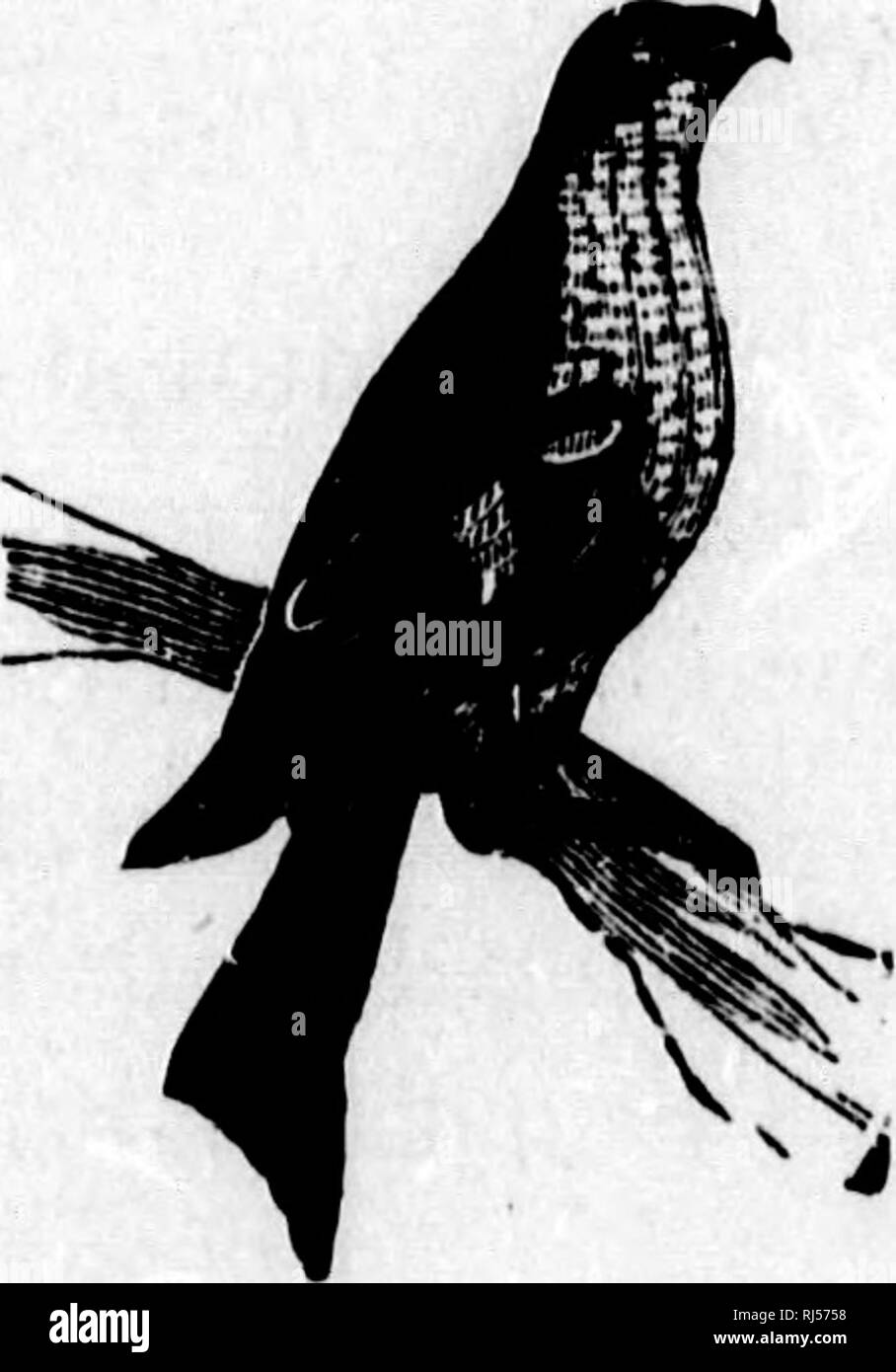 Les Oiseaux Du Canada Microforme Avec Des Descriptions