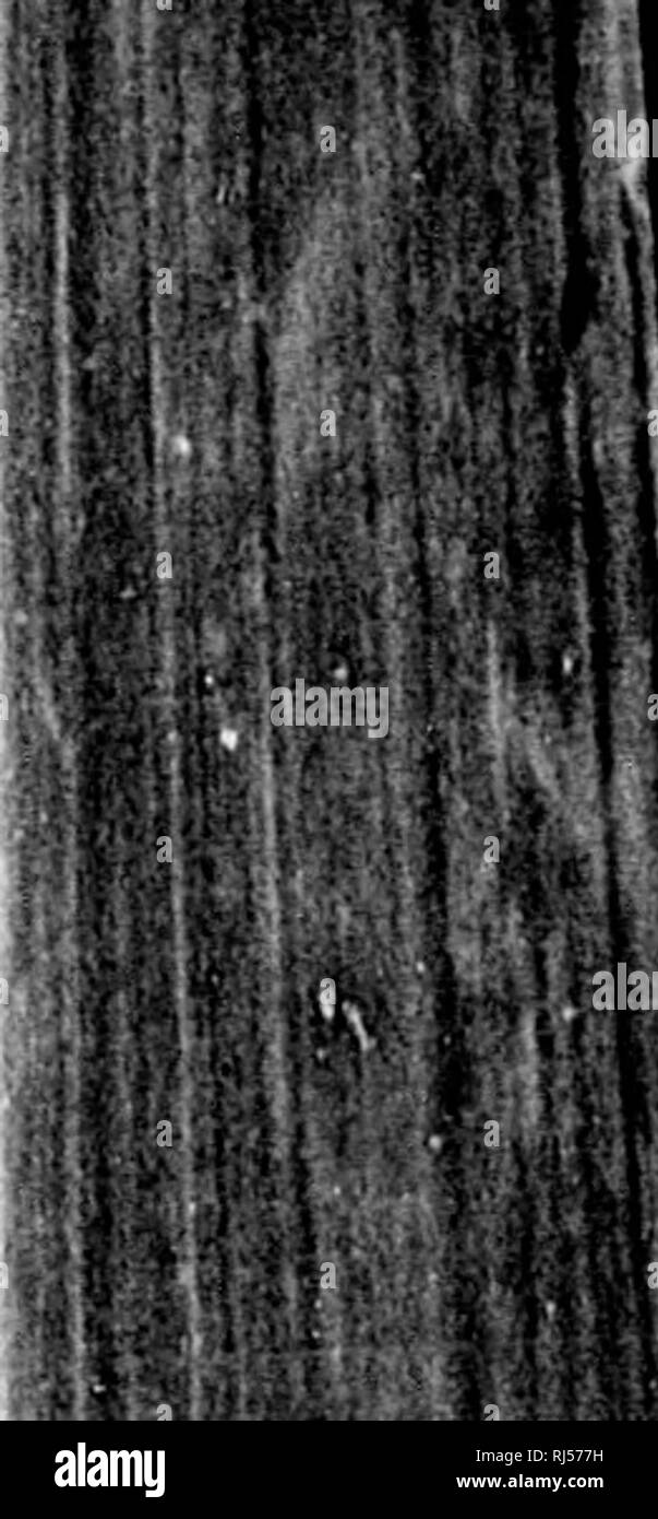 . Géologie acadienne [microforme] : la structure géologique, de restes organiques et minérales de la Nouvelle-Écosse, du Nouveau-Brunswick et de l'île. La géologie, la paléontologie, la géologie, la géologie ; géologie ; paléontologie ; Géologie ; Géologie. (A) section transversale du deuxième dent, nat. taille. (H) Cinquième Dent, nat. taille. "L'échantillon se compose du droit de l'os dentaire, considérablement cassé, attaché par sa surface intérieure à une masse de matrice d'un grès granulaire rouge, avec un grand angulaire, craie rouge-comme des pierres. 41. Veuillez noter que ces images sont extraites de la page numérisée des images qui peuvent avoir Banque D'Images