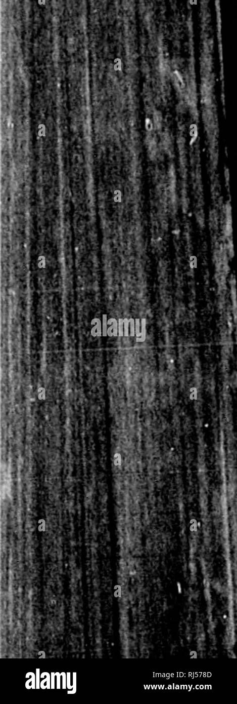 . Géologie acadienne [microforme] : la structure géologique, de restes organiques et minérales de la Nouvelle-Écosse, du Nouveau-Brunswick et de l'île. La géologie, la paléontologie, la géologie, la géologie ; géologie ; paléontologie ; Géologie ; Géologie. iliir IjchI itli, latérale, sur tlio:liff, et ' plusieurs feux encore loid ic piège et le island, illizcd , en formant )st- juantities acccs lias été sa plage, spar, peut- être par l'id de perdrix thers poreux, sont ; de crys- oniferous ccipitous, lointain [de piège le Itakes inderlies ciem il sera vu, ce dernier ic, ks, de l'idstones le i rouge éructa Imass Banque D'Images