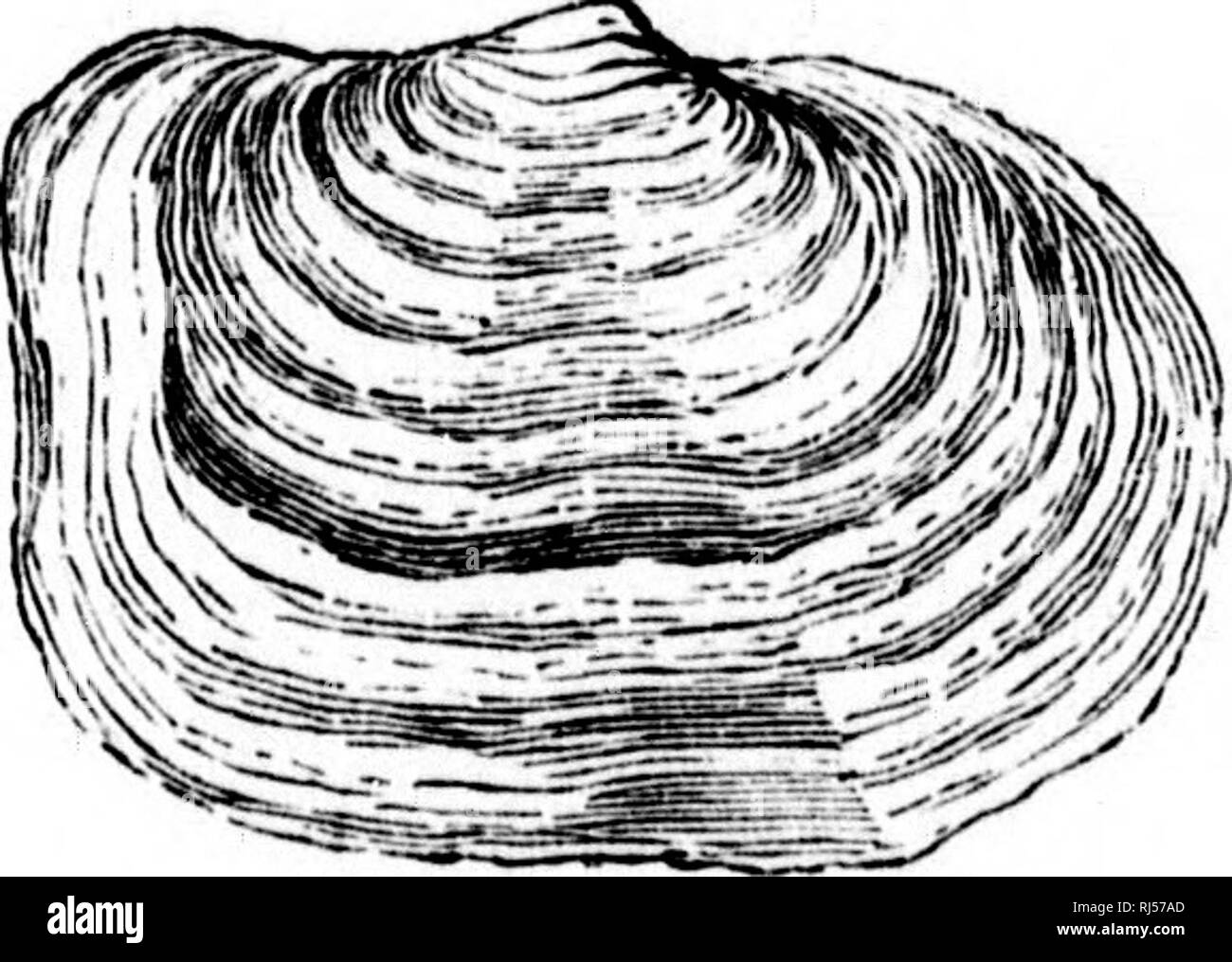 . Géologie acadienne [microforme] : la structure géologique, de restes organiques et minérales de la Nouvelle-Écosse, du Nouveau-Brunswick et de l'île. La géologie, la paléontologie, la géologie, la géologie ; géologie ; paléontologie ; Géologie ; Géologie. J'ig. 19. Fig. 17.. Fi.". 18.. Veuillez noter que ces images sont extraites de la page numérisée des images qui peuvent avoir été retouchées numériquement pour plus de lisibilité - coloration et l'aspect de ces illustrations ne peut pas parfaitement ressembler à l'œuvre originale.. Dawson, J. W. (John William), Sir, 1820-1899. London : MacMillan ; Halifax [N. S. ] : A. et W. Mackinlay Banque D'Images