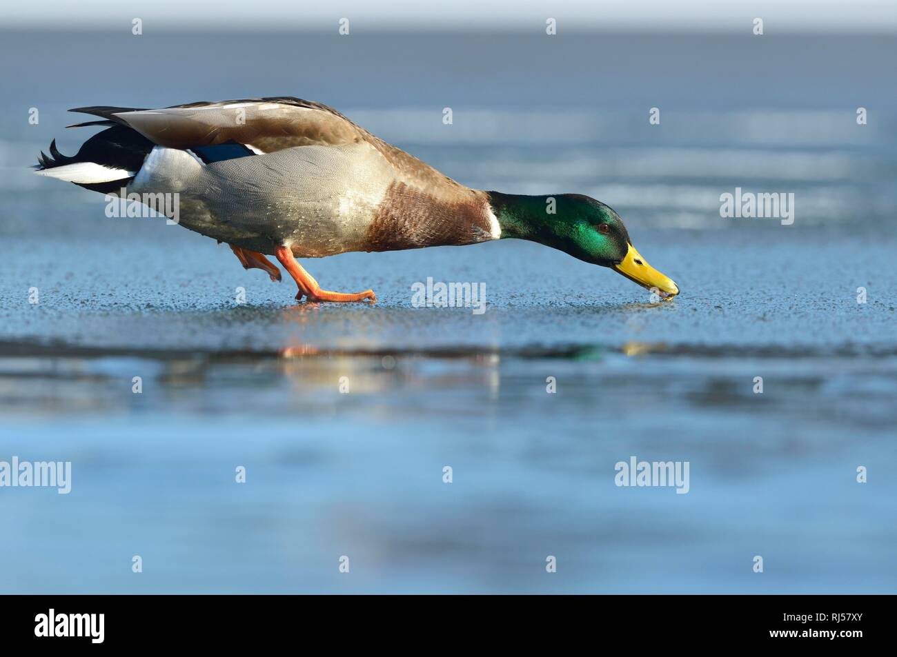 Le Canard colvert (Anas platyrhynchos), Drake s'exécutant sur une patinoire, Saxe, Allemagne Banque D'Images