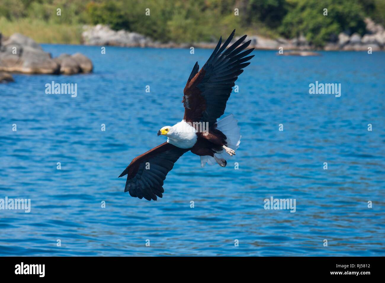 Poissons d'Afrique blanche (Haliaeetus vocifer) la chasse au-dessus de l'eau, Cape Maclear, Malawi Banque D'Images