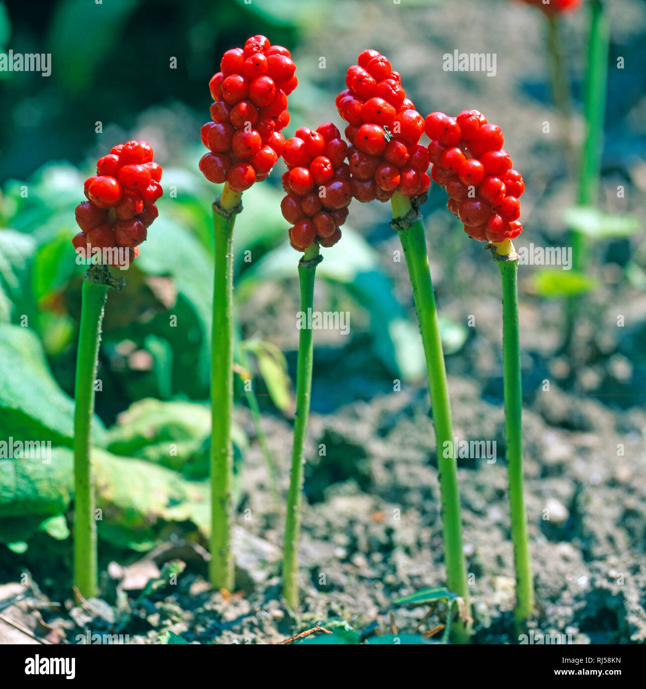 Orangerot Banque D Image Et Photos Alamy Orangerot Banque D Image Et Photos Alamy