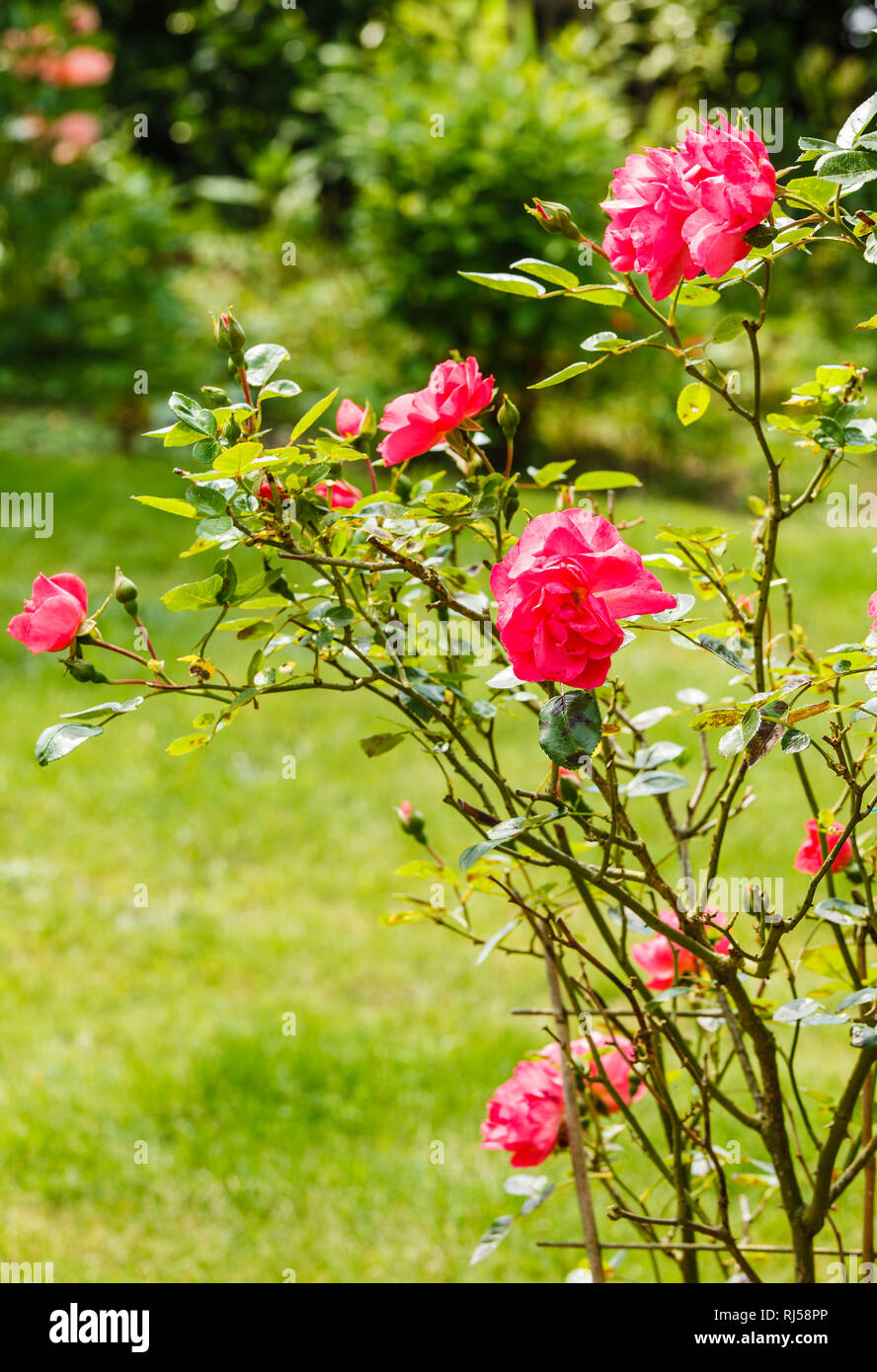 Garten im Sommer, Rosen Banque D'Images