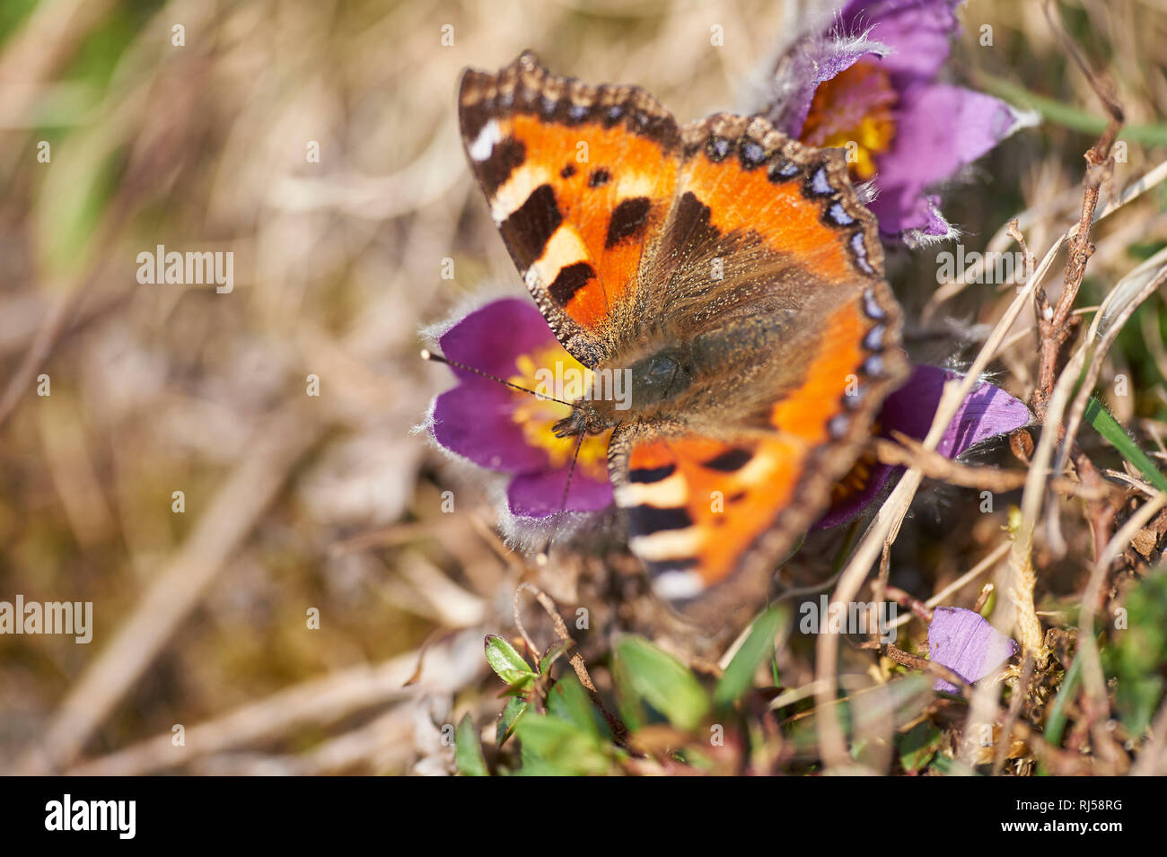 Kleiner Fuchs, Aglais urticae, Gewöhnliche Kuhschelle, Pulsatilla vulgaris, Blüte, Nahaufnahme Banque D'Images