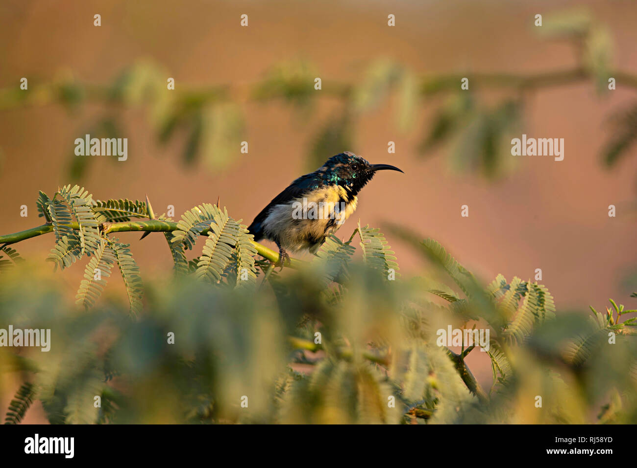 Purple sunbird, Chalcomitra asiaticus, le parc national de Ranthambore, Rajasthan, Inde Banque D'Images