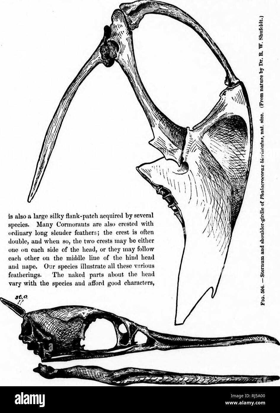 . Clé d'oiseaux d'Amérique du Nord [microforme]  : contenant des indications succinctes sur chaque espèce d'oiseau vivant et fossile connu à l'heure actuelle du continent au nord de la frontière du Mexique et des États-Unis, y compris le Groenland. Les oiseaux ; ornithologie ; Oiseaux ; Ornithologie. PHALACROCOBA CIDJE : les cormorans. 725 considcrnl fciithers filamenteux Itmg par filopluinaccous Nitzsch (), sur tho hoatl et du cou, et eveu, dans certains cas, sur la partie supérieure et en vertu des parties aussi. Tiieso les plumes sont généralement blanc, une". est aussi un grand flanc soyeux-patch acquis par plusieurs espèces. Nombreux sont aussi Connorauts crested witli ordi Banque D'Images