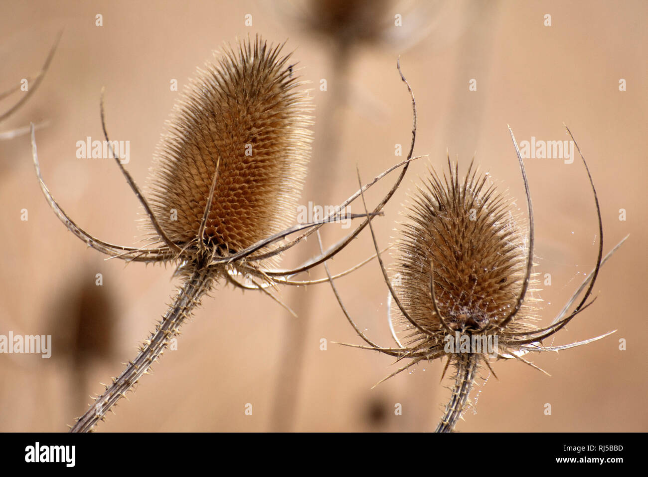 Wilde Karde Dipsacus fullonum Banque D'Images