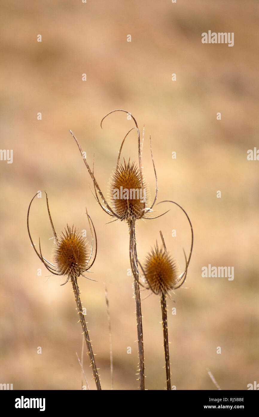 Wilde Karde Dipsacus fullonum Banque D'Images