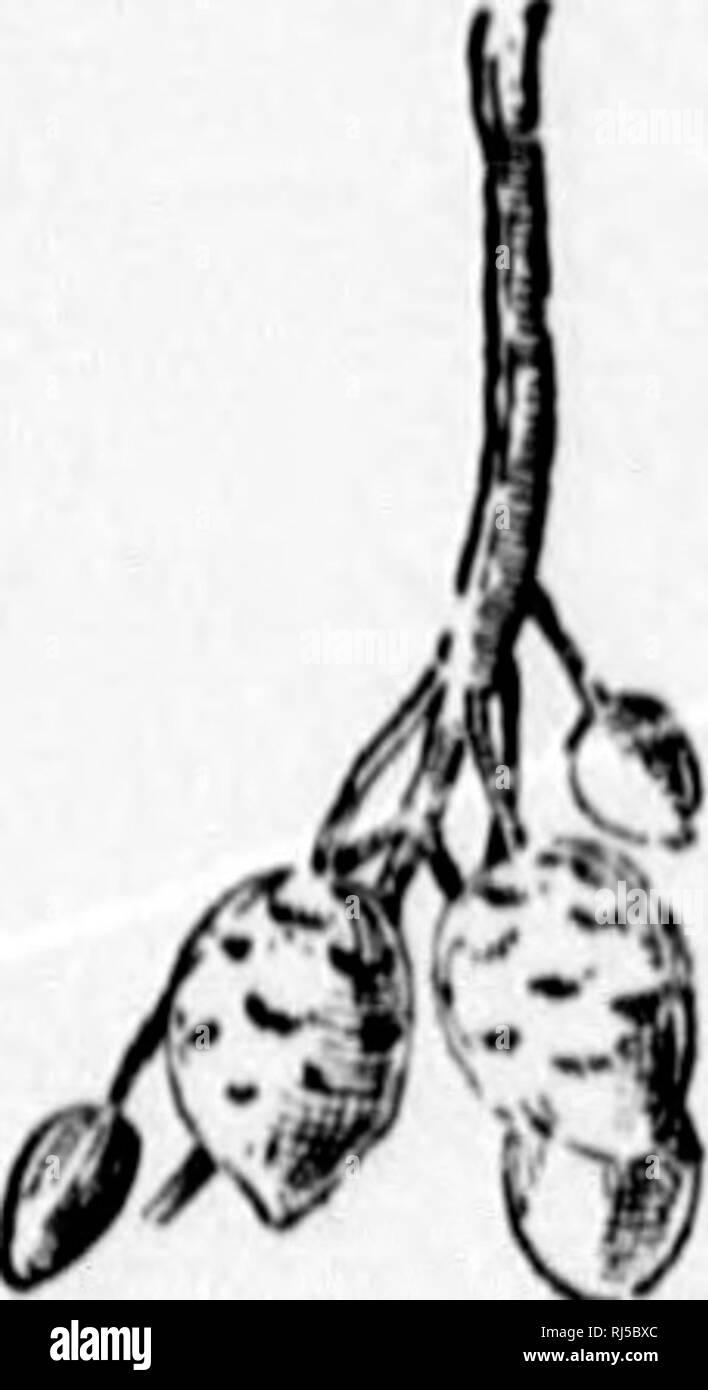 . Un guide pour les fleurs sauvages [microform]. Fleurs sauvages ; botanique ; botanique ; Fleurs sauvages. . Veuillez noter que ces images sont extraites de la page numérisée des images qui peuvent avoir été retouchées numériquement pour plus de lisibilité - coloration et l'aspect de ces illustrations ne peut pas parfaitement ressembler à l'œuvre originale.. Lounsberry, Alice, Rowan, Ellis, 1858-1922. Toronto : W. Briggs Banque D'Images