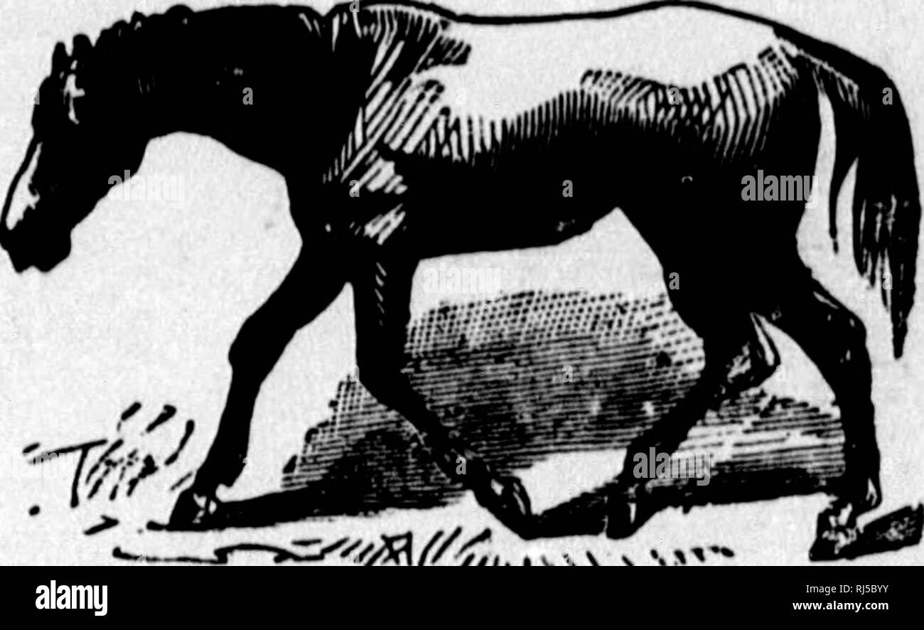 . Un traité sur le cheval et ses maladies [microform]. Chevaux ; Chevaux ; produits ; Chevaux ; Chevaux ; Marechalerie. Â ' épaule-joint la boiterie. 31.Traitement- âThe cheval doit avoir tout le reste, et l'épaulement doit avoir de l'eau froide appliquée aux chiffons pendant deux ou trois jours, et changés fréquemment. Dès que la chaleur a été réduit, l'eau froide peut être clotha laissée et Kendall's Spavin remède appliqué deux fois par jour pendant quelques jours, ou jusqu'à la claudication abaisse. Dans certains cas, le travail aurait Kendall Blister admirablement. Dans l'application de la plaquette, un endroit où le frottement du wil collier Banque D'Images