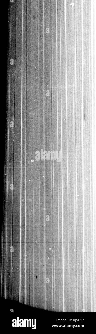 . Audubon et ses journaux [microform]. Les oiseaux ; ornithologie ; Oiseaux ; Ornithologie. 320 AUDUBON n*. La Turquie, le faisan, et le tétras du Canada, sont aussi assez abondante, et qu'à la truite dans l'eau - ah, lecteur, si vous êtes un pêcheur, allez-y et essayez par vous-même. Pour ma part, je peux seulement dire que j'ai été las d'en tirant de la rivières des poissons, al- attirés par les luttes de la sauterelle commune. Une affaire comique est produit avec les ours, que je vais vous raconter, bon lecteur. Une partie de mon ami l'Irlandais, draveurs revenant de Mauch Chunk un après-midi, à Banque D'Images