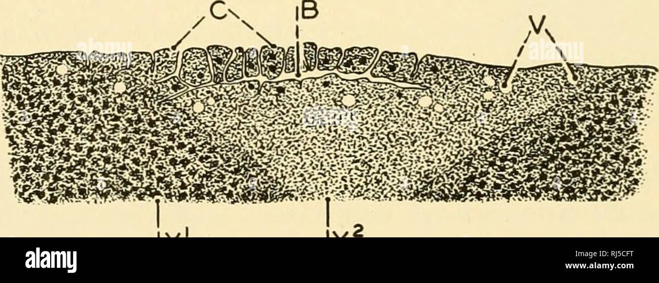 . Anatomie des chordés. Cordés ; anatomie, comparatif. 42 Anatomie des chordés comme dans l'amphioxus, devient une sphère creuse ou blastula (Fig. 35£). Sa cavité (blastocoele) est excentrique, qui occupe environ l'hémisphère animal seulement. Son mur est plus d'une cellule d'épaisseur. La grande épaisseur- ^,T-,^ »,*w,-., ness du mur de l'hémi- végétales Y' de la sphère et l'excen- tricité du blastocele sont évidemment en raison de l'oeuf. Dans les reptiles et les oiseaux. Dans les œufs dont le jaune-masse dépasse largement celle de l'oeuf d'amphibiens tous les proto- plasma germinatif est séparé en une fine plaque, le disque germinatif, couché sur le Banque D'Images