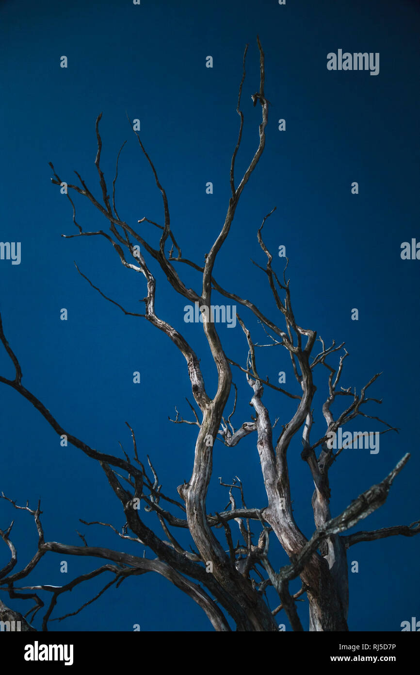 Äste eines toten Baumes strecken dem sich blauen Himmel entgegen Banque D'Images