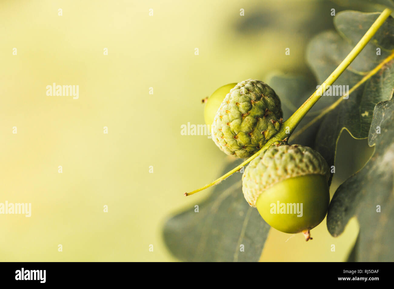 Die Frucht der Eiche (Quercus), Zwei und Eicheln Eichblätter, Nahaufnahme Banque D'Images