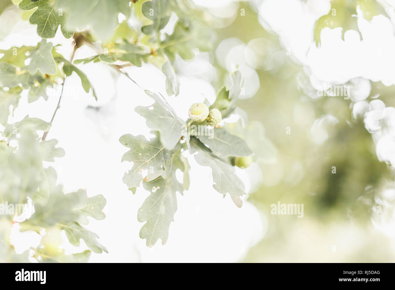 Die Frucht der Eiche (Quercus), Zwei und Eicheln Eichblätter Gegenlichtaufnahme, Banque D'Images